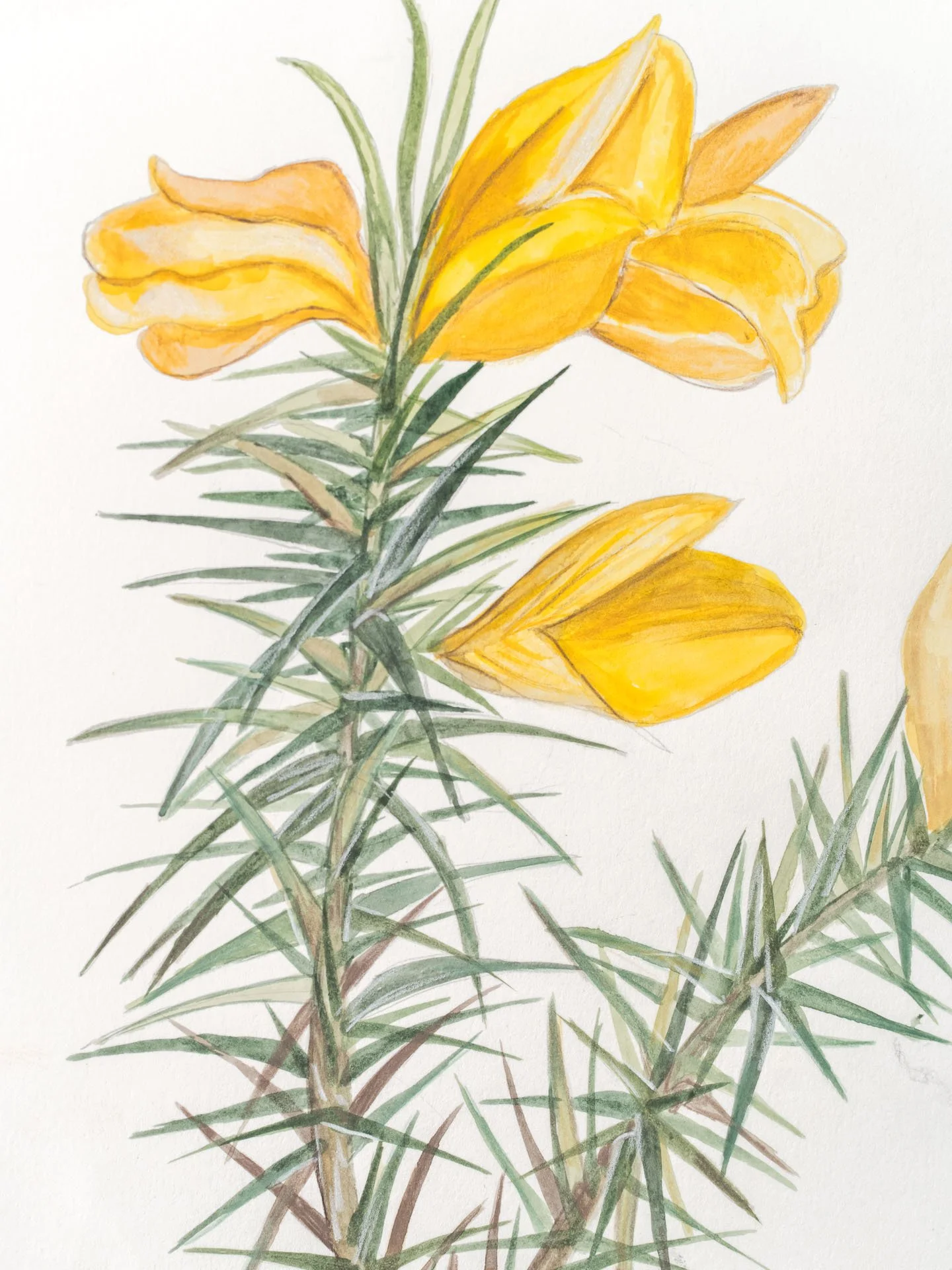 gorse-8005_©imogen-shaw.jpg