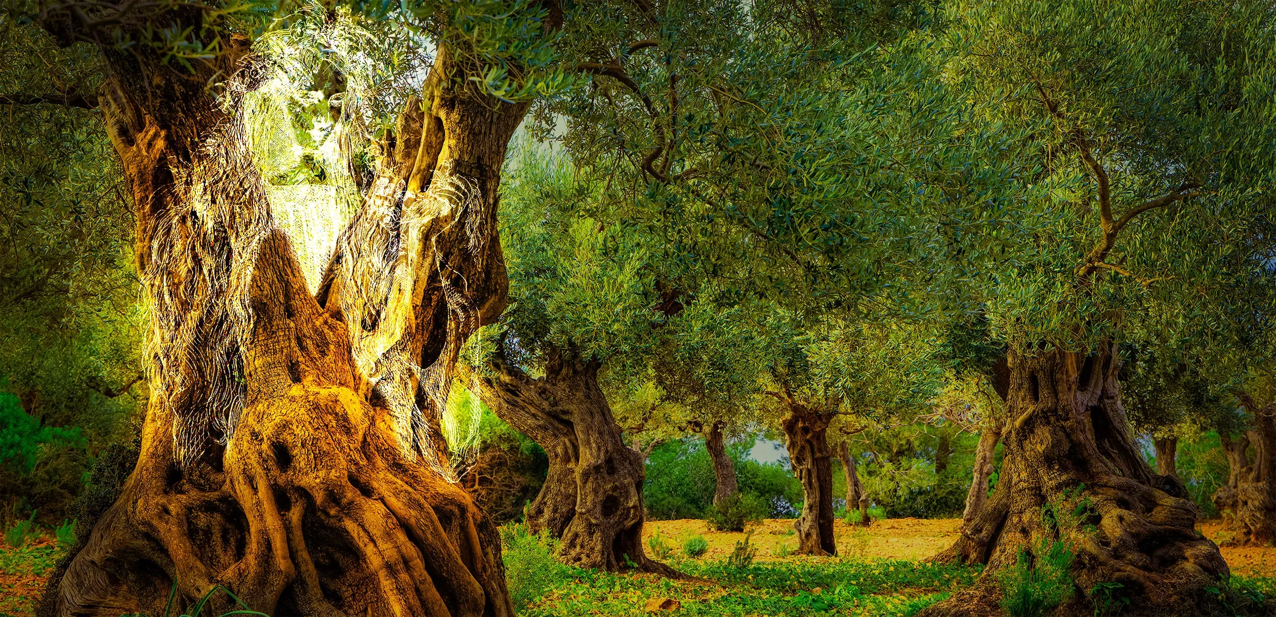 In an olive grove, the archival drawing of a woman is integrated into one of the tree trunks, as a metaphor for the origins of Maria Vamvalis.