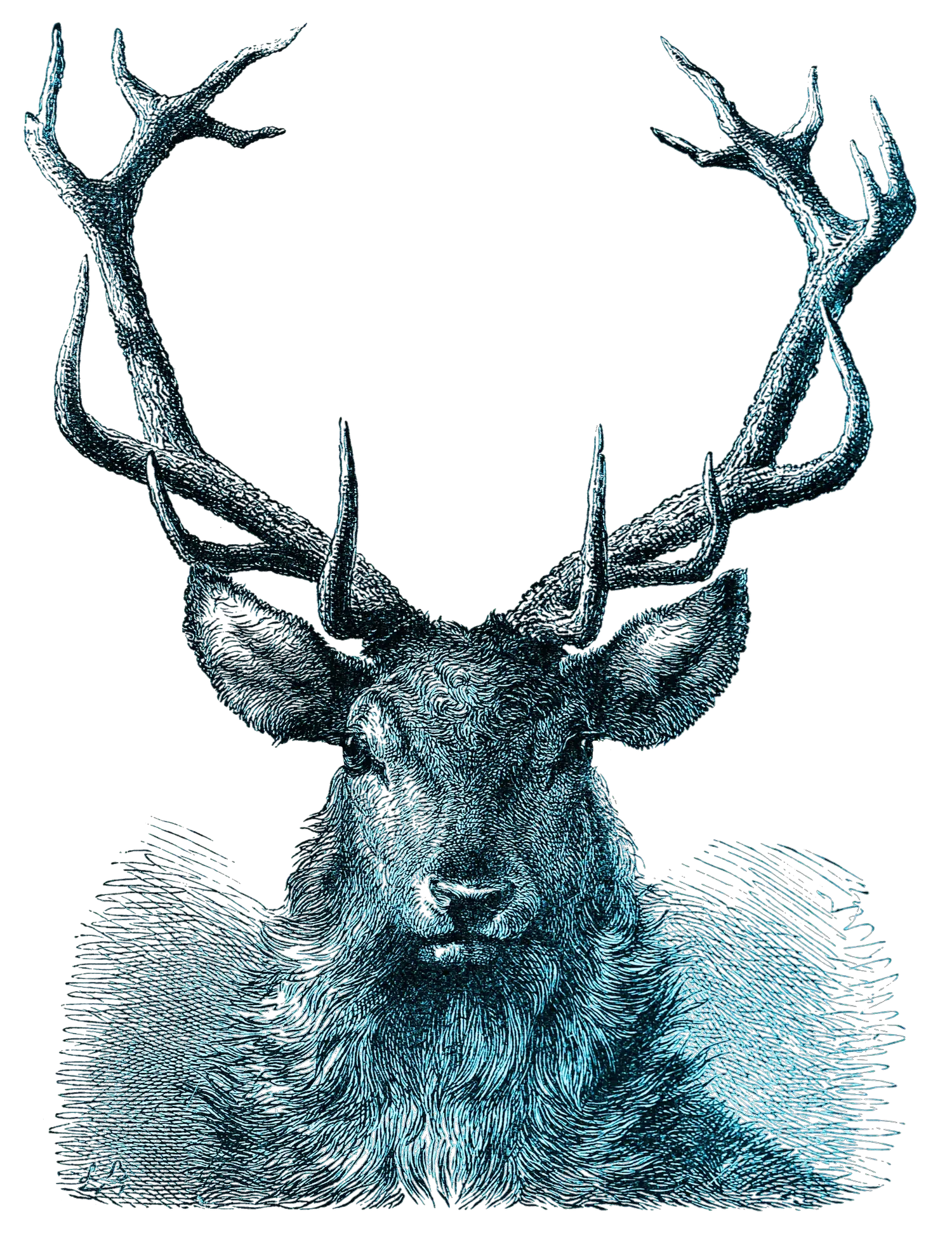 Archival illustration of a deer, representing deer from preceding image about longing and belonging.