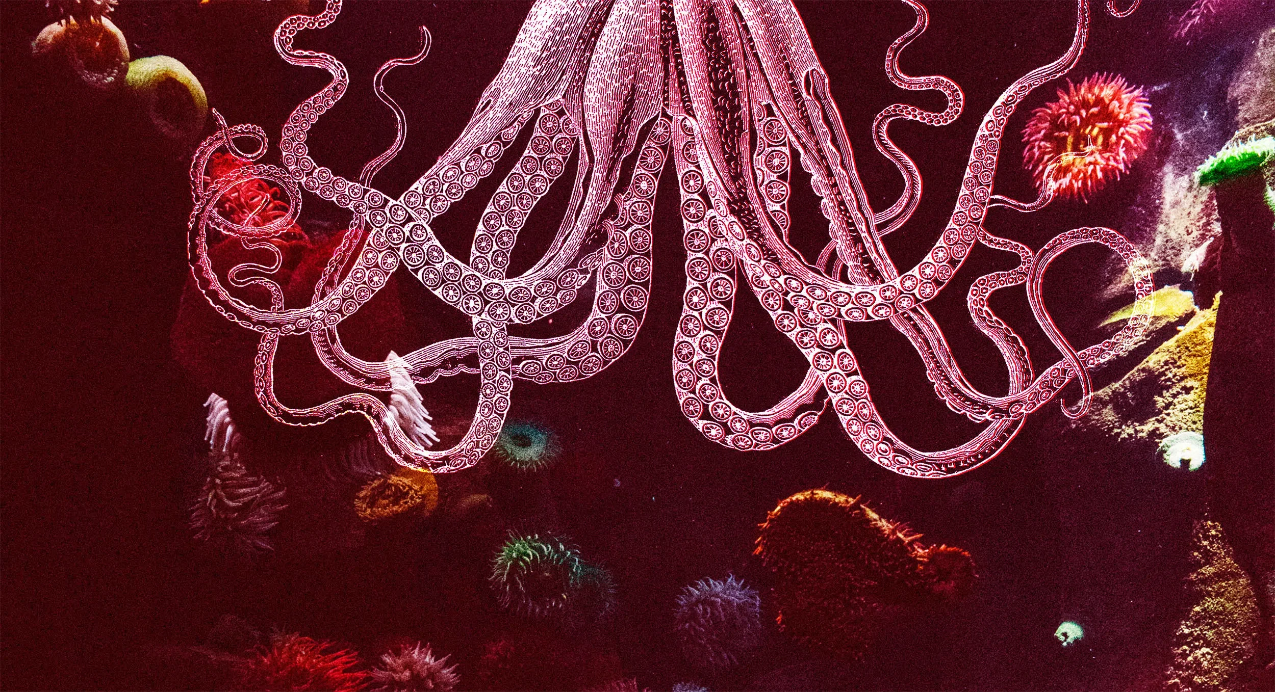 Octopus legs descend into colourful ocean coral, as a metaphor for diverse yet interconnected offerings.