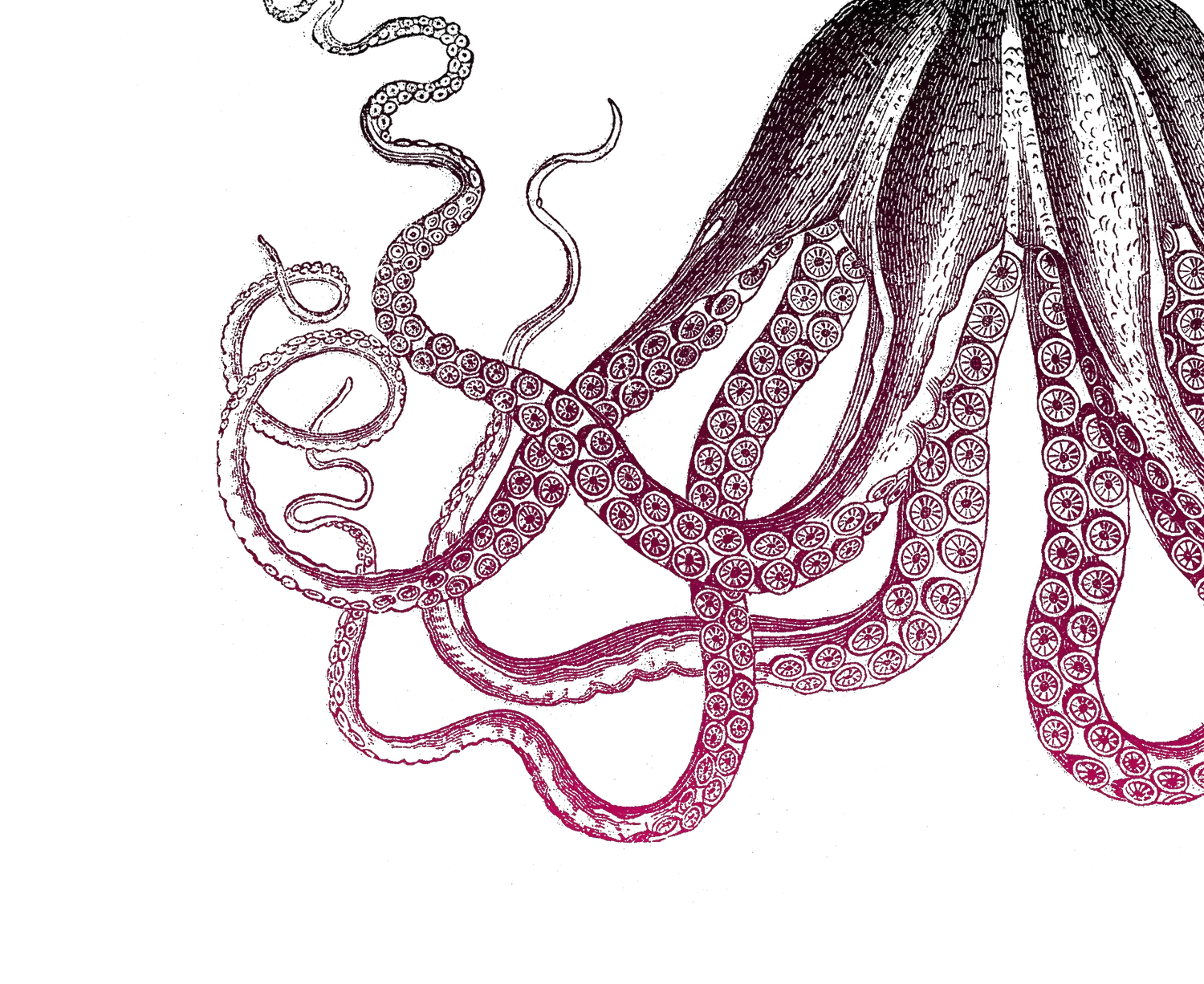 Archival drawing of octopus legs, representing octopus from preceding image about diverse and interconnected offerings.