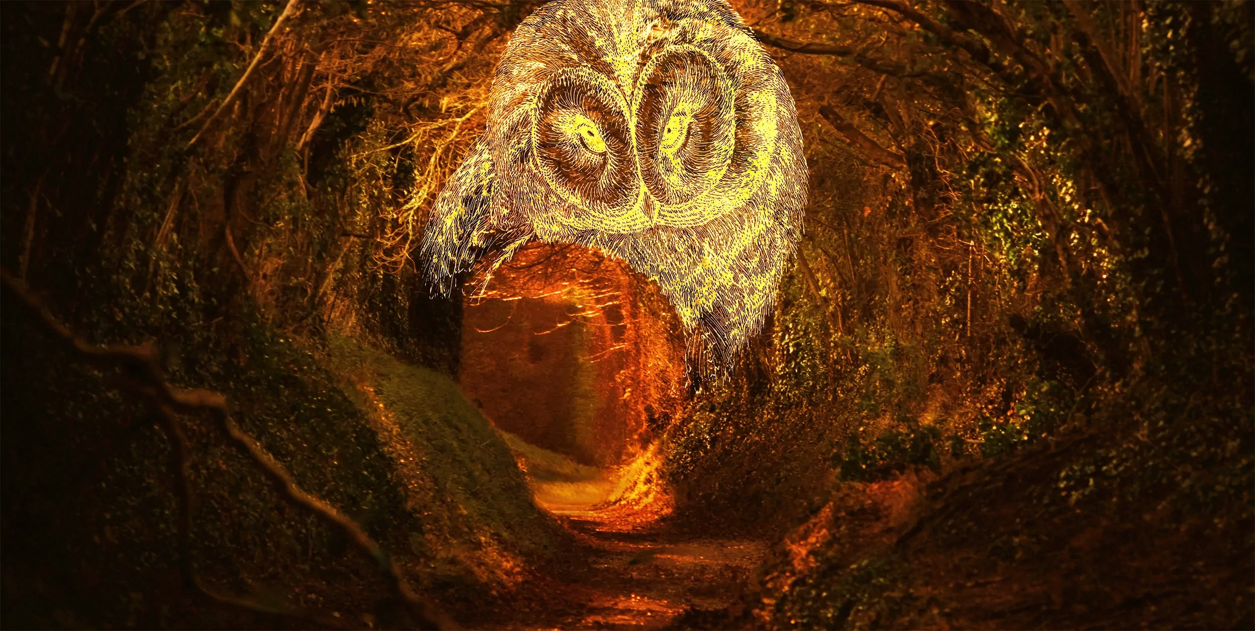 An owl looks over a tunnel made from arching trees, as an invitation into wisdom shared by Maria Vamvalis.