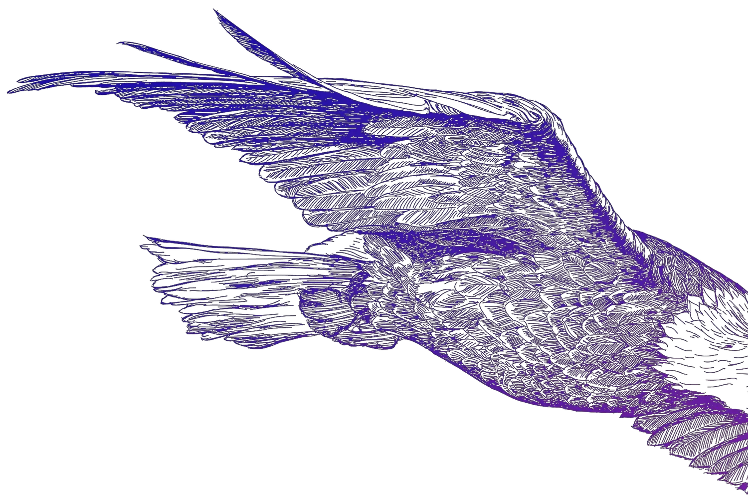 Archival drawing of a bird in flight, representing bird from preceding image about a deep and transformative approach.