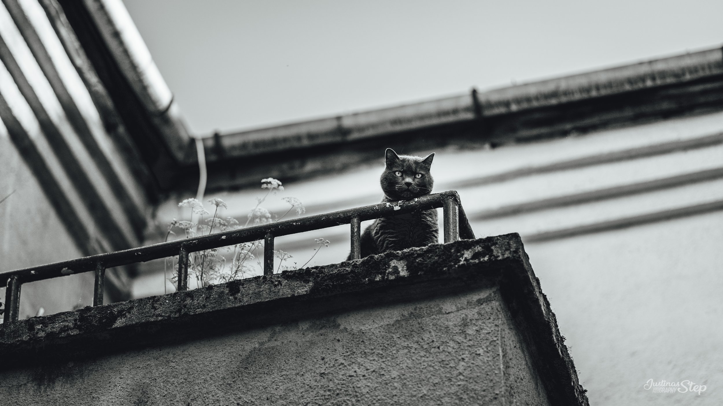 A black cat sitting on a balcony with a metal railing, looking down. The scene is in black and white, showing old, weathered textures and some small plants growing near the railing.