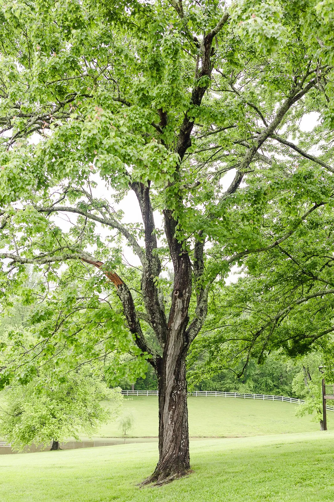 The Healing Frequency of Trees: How Nature Regulates More Than Your Mood