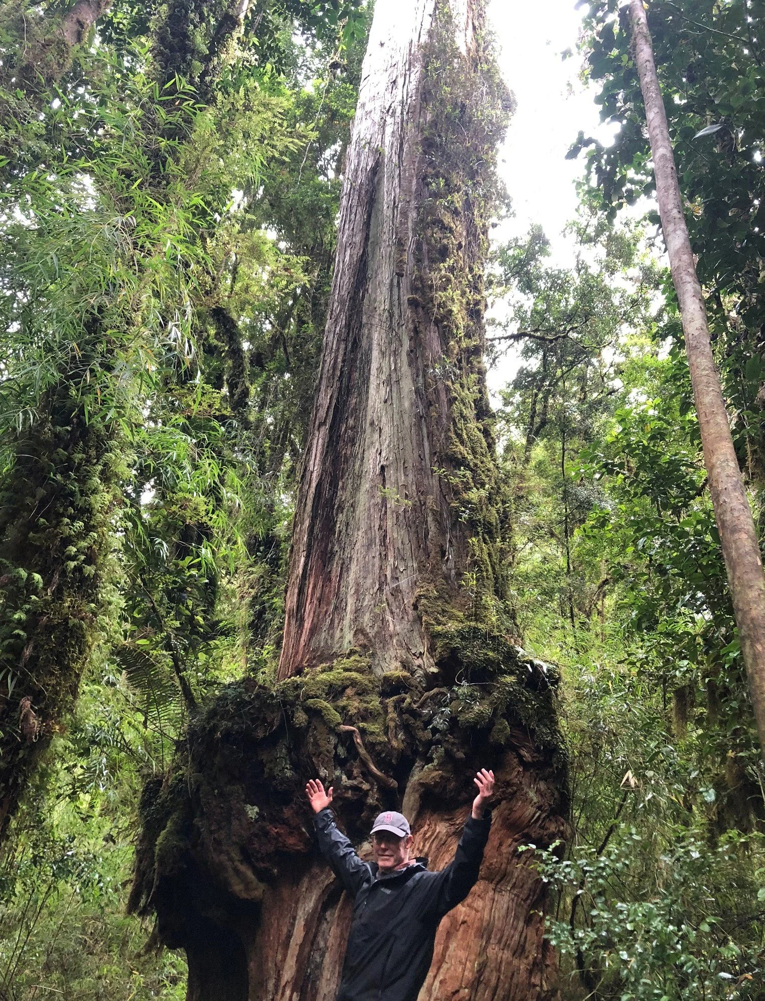 g tree2.jpeg