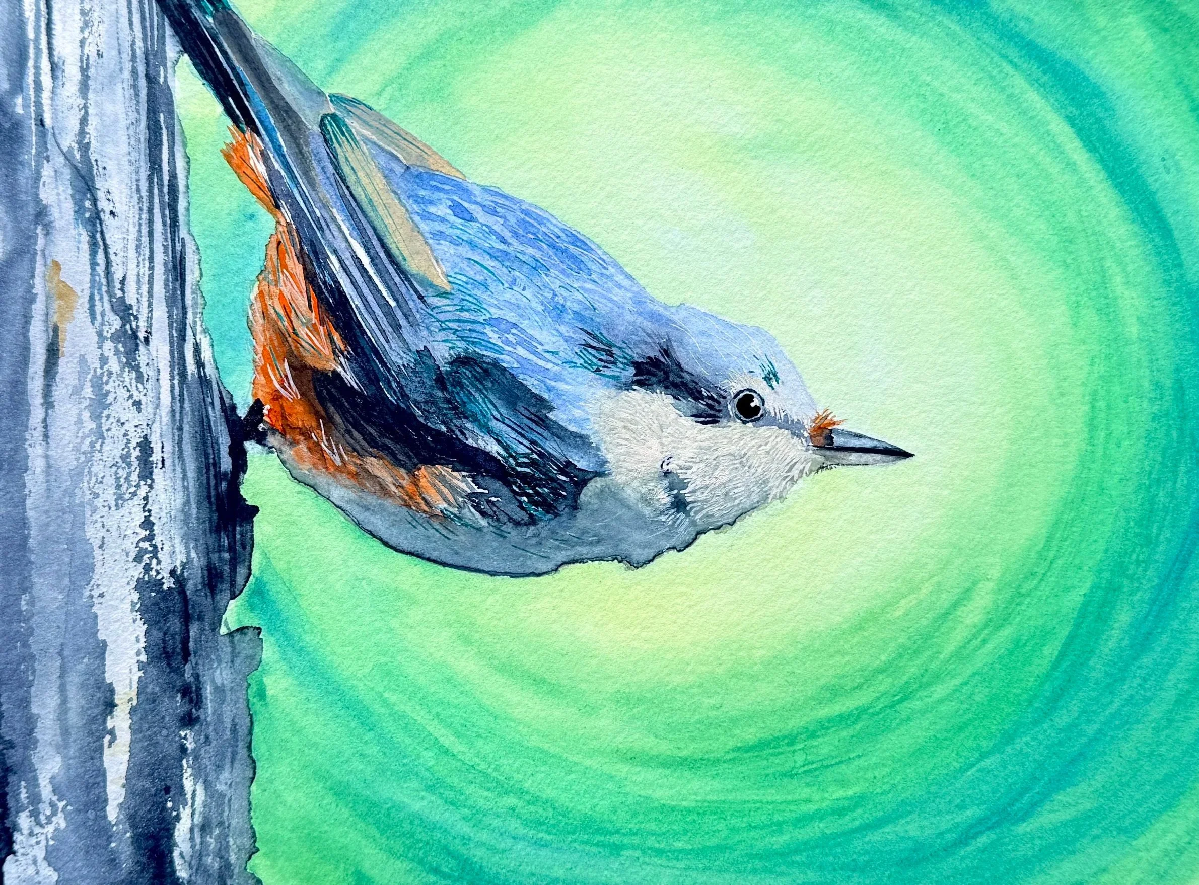 Nuthatch