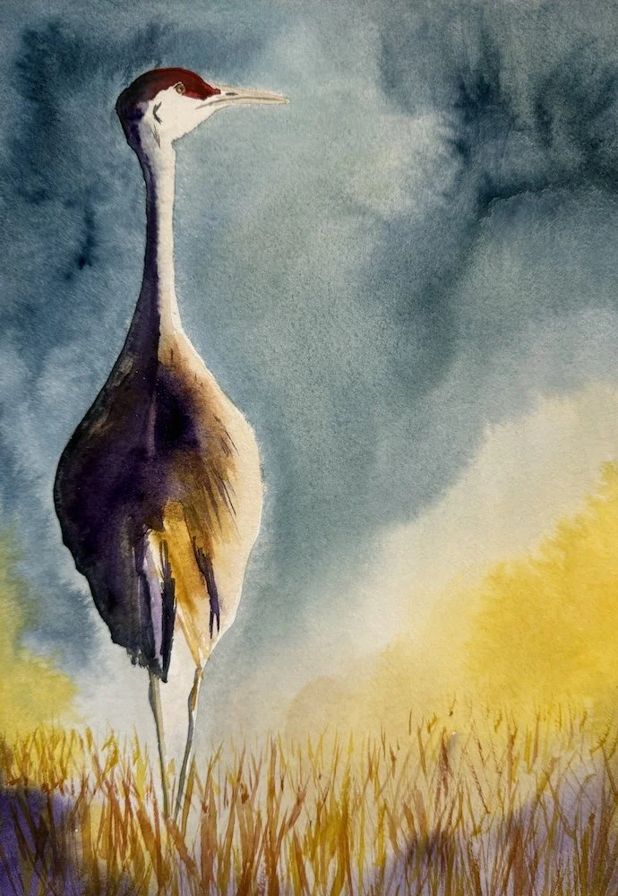 Sandhill Crane
