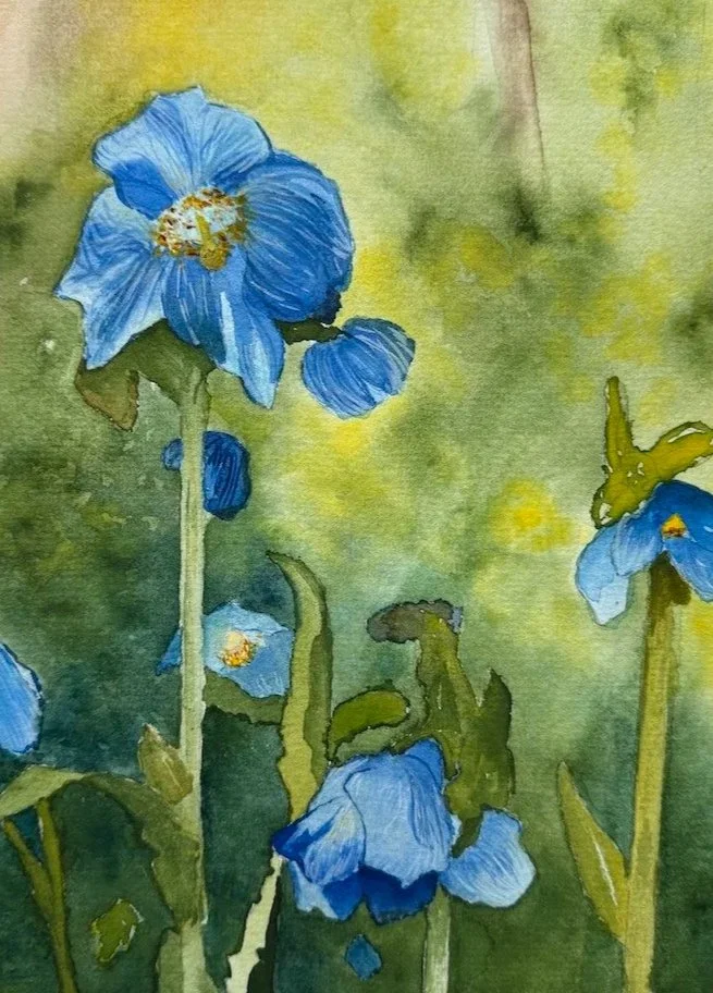 Himalayan Poppy