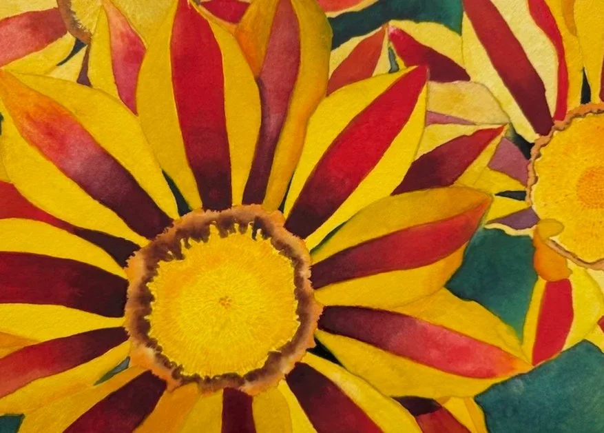 Gazania