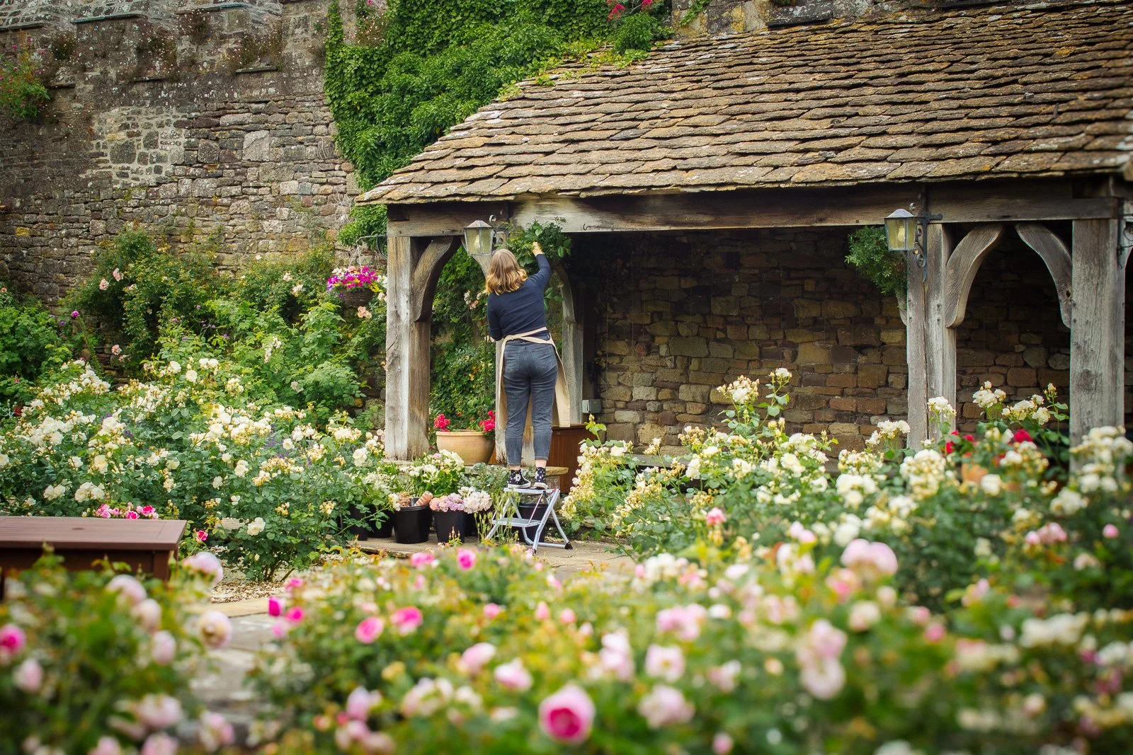 Florist_amongst_garden_roses_1271.jpg