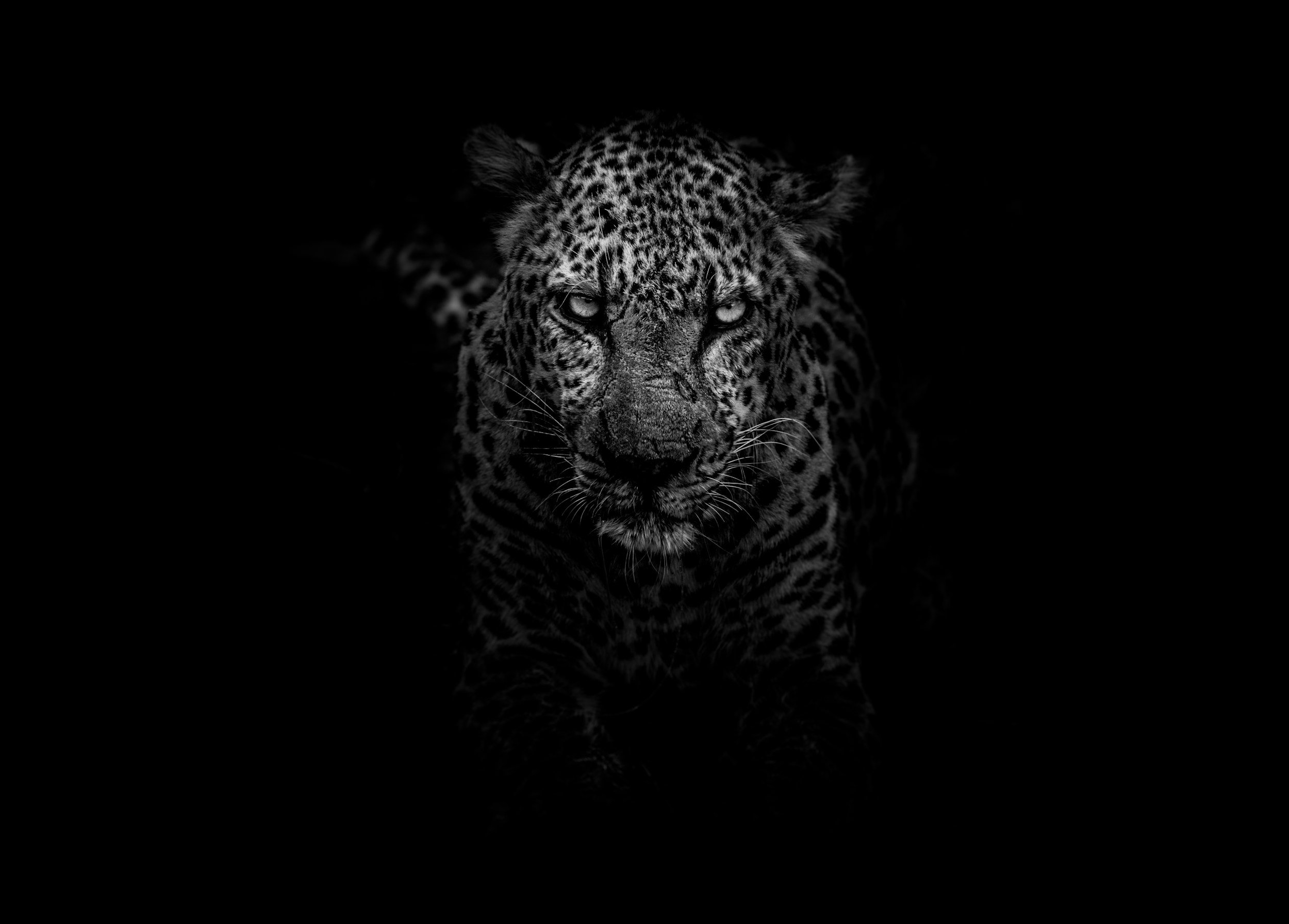 A black and white close-up of a leopard with piercing eyes, Camouflage fur, focused gaze, dark background.