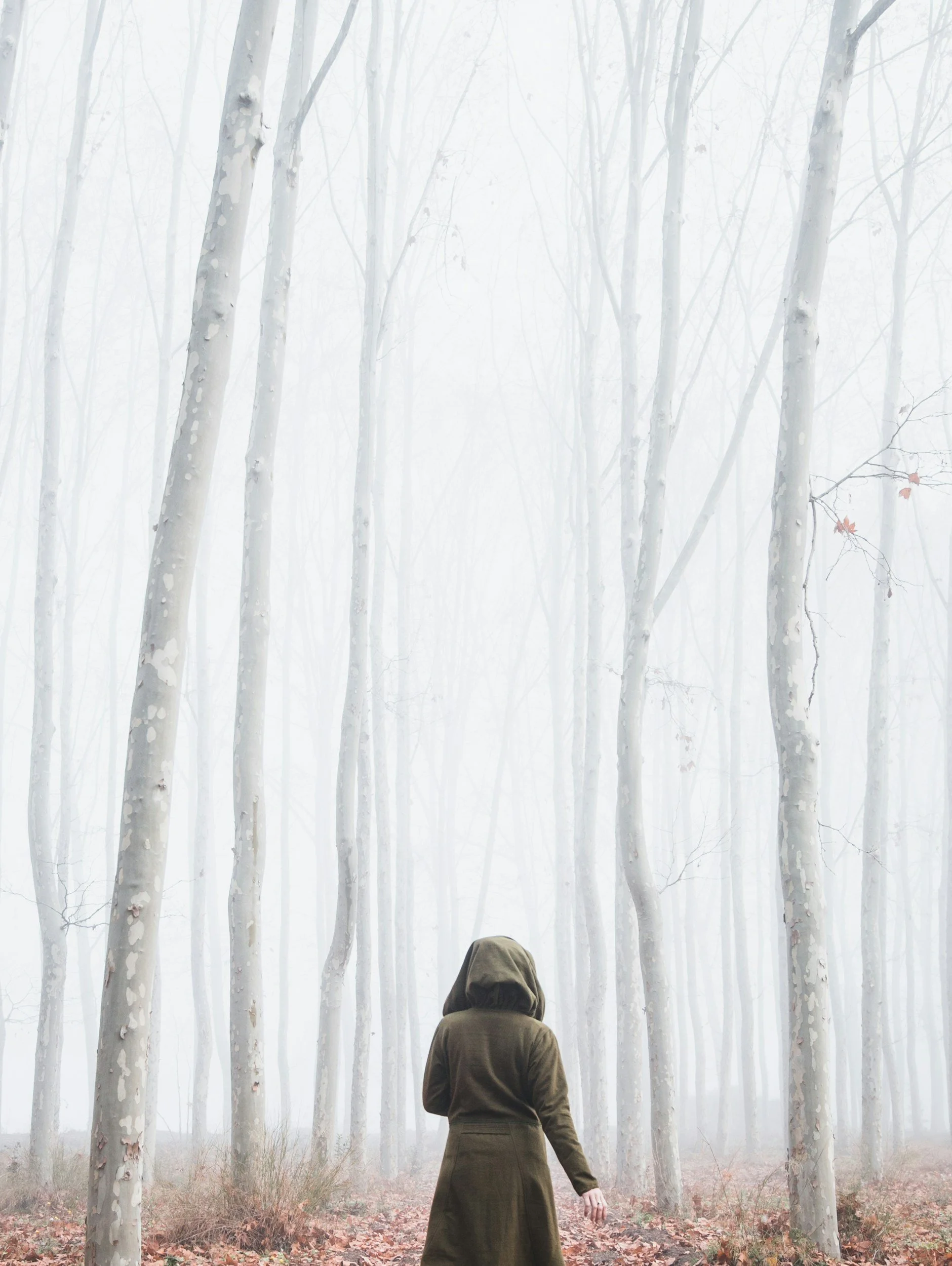 Person wearing a coat walking through a foggy forest of tall, white-trunked trees with fallen leaves on the ground.