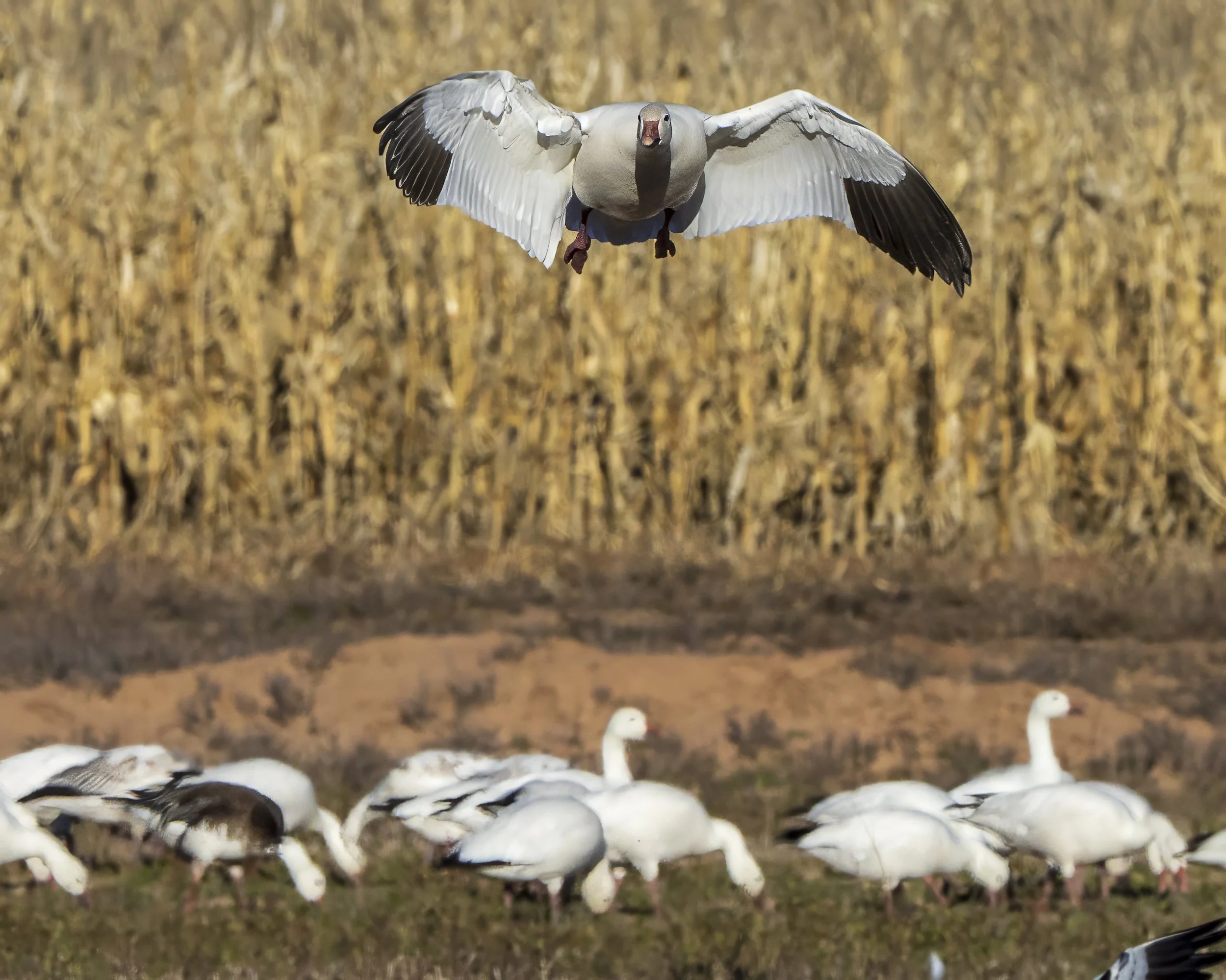 Snow goose-1.jpg