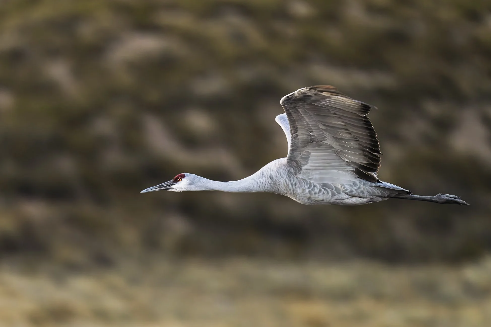 Sandhill cranes-3.jpg