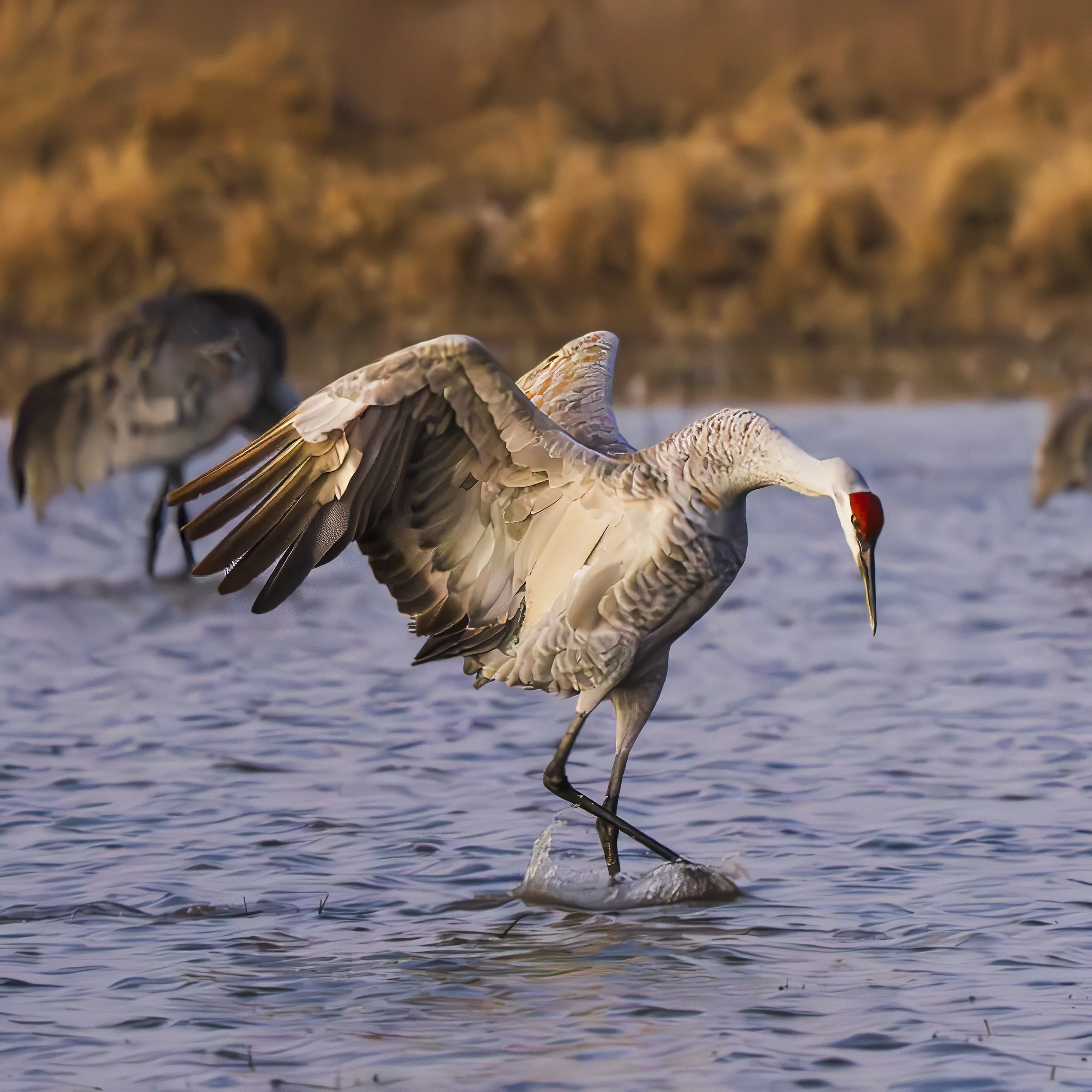 Sandhill cranes-2.jpg