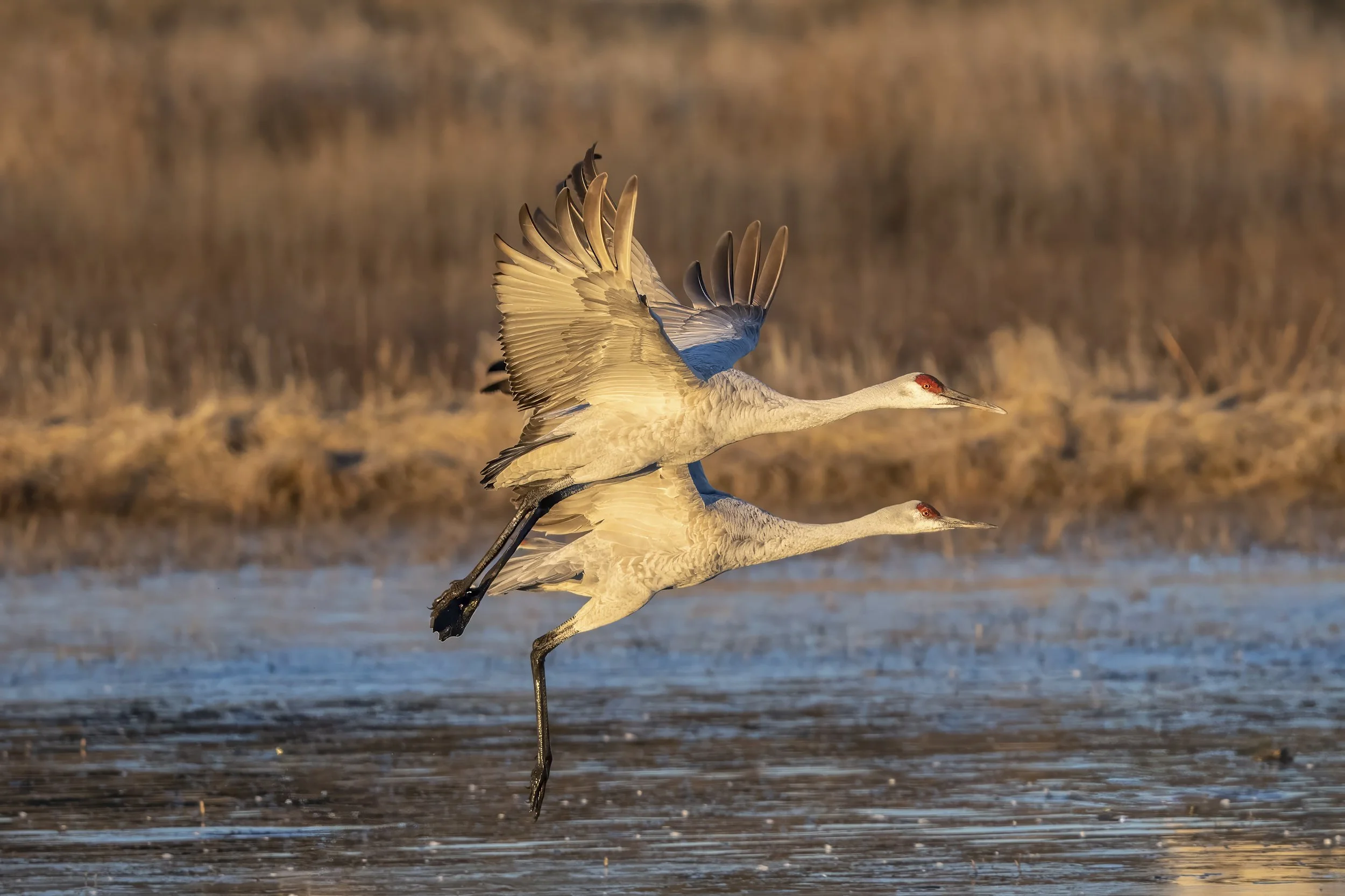 Sandhill Crane-1.jpg