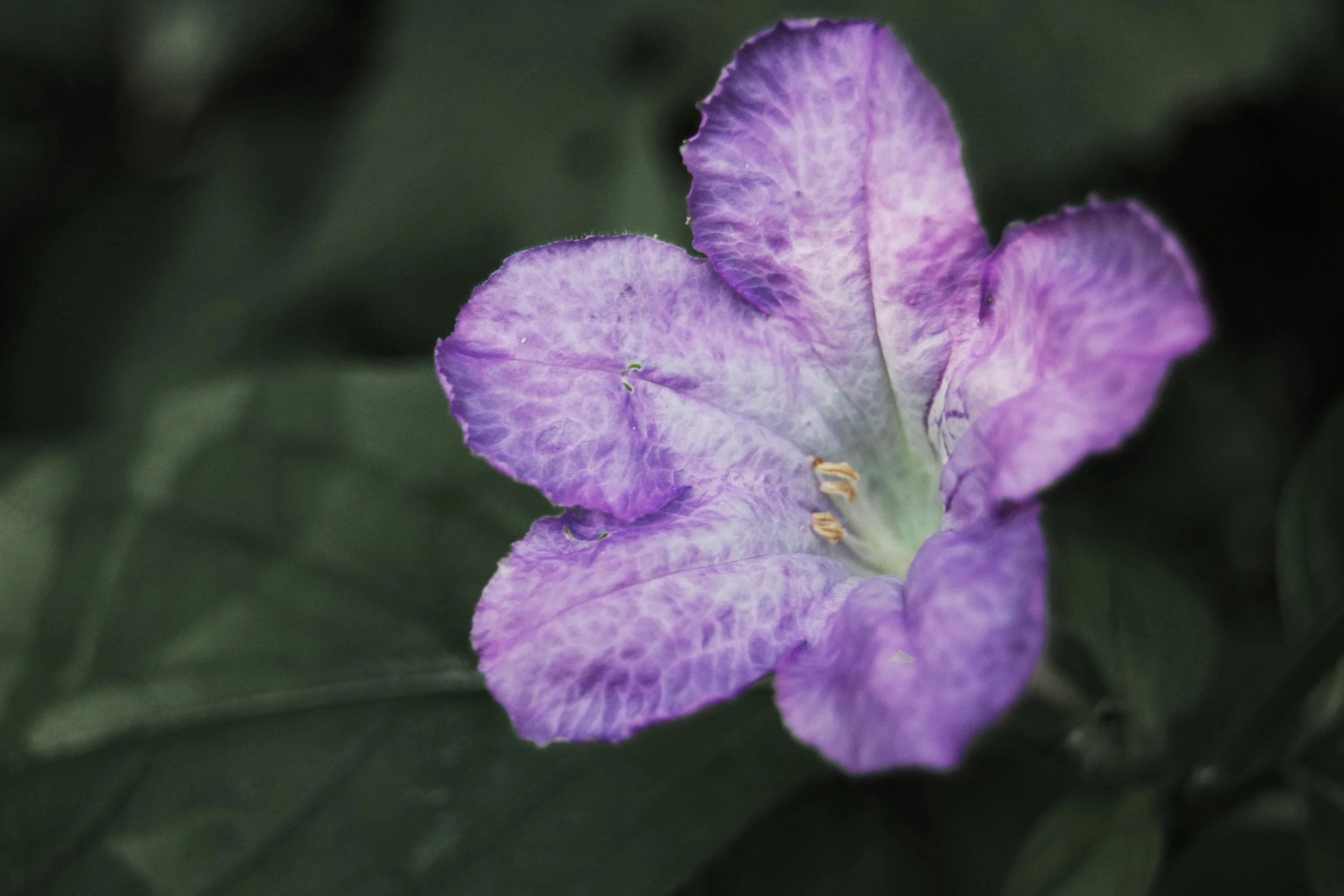 DSC_0081.jpg