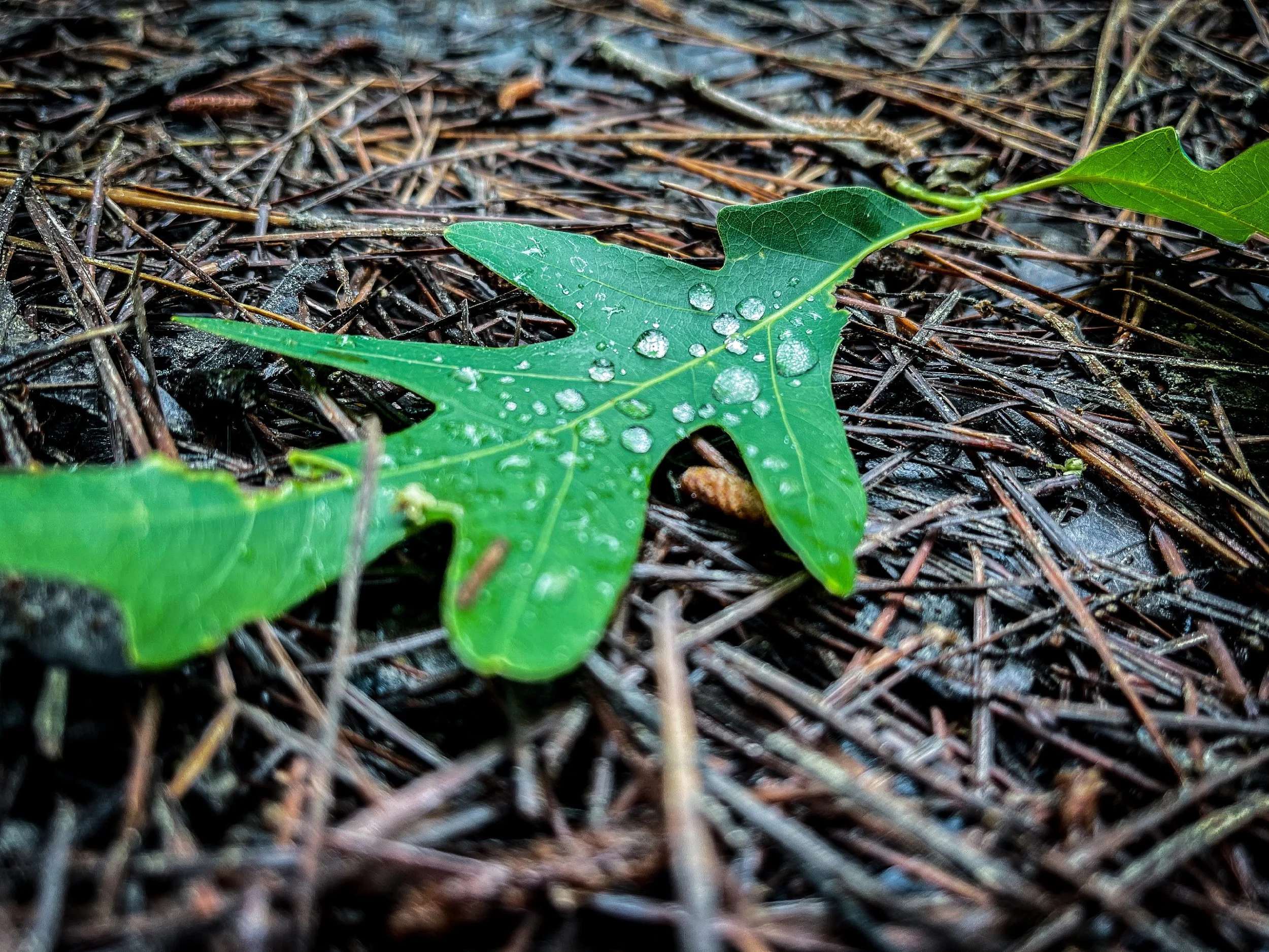 15B0F1F8-76F7-42FC-A054-0804D559F049.jpeg