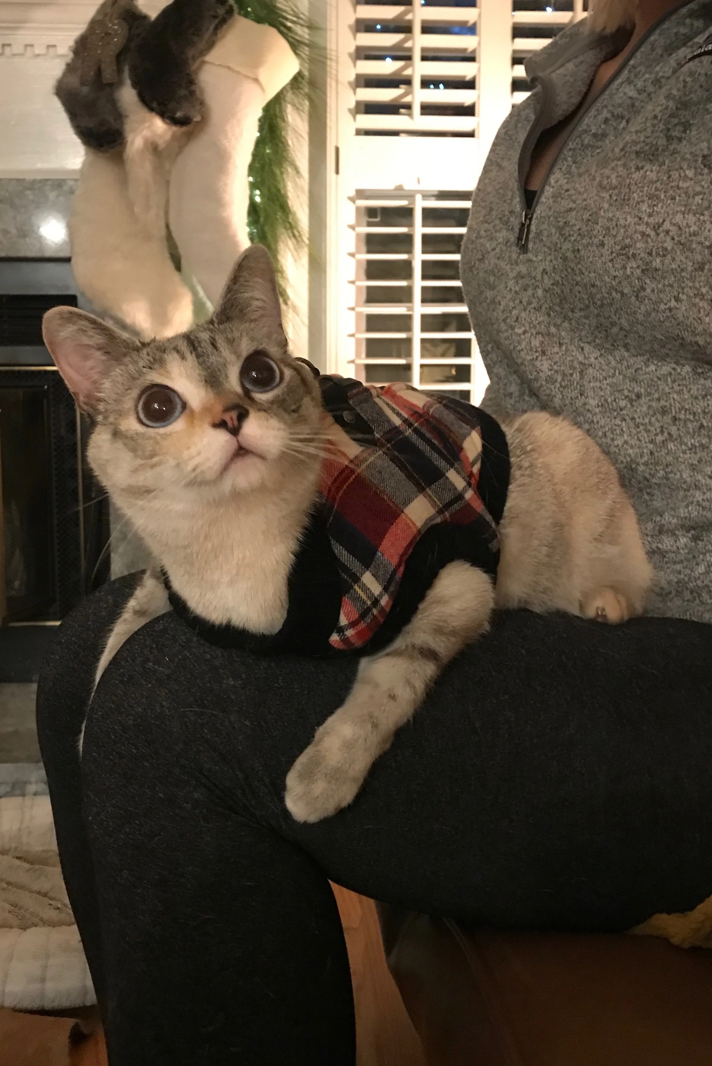 FullSizeRender (1).JPG