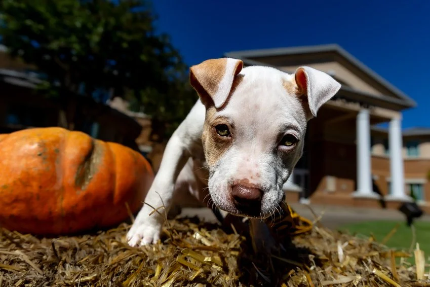 Adoption Ceasar stylin_.jpg