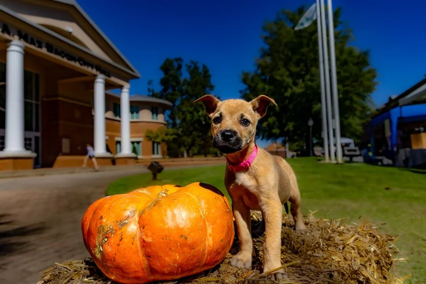 Adoption Peppermint model.jpg
