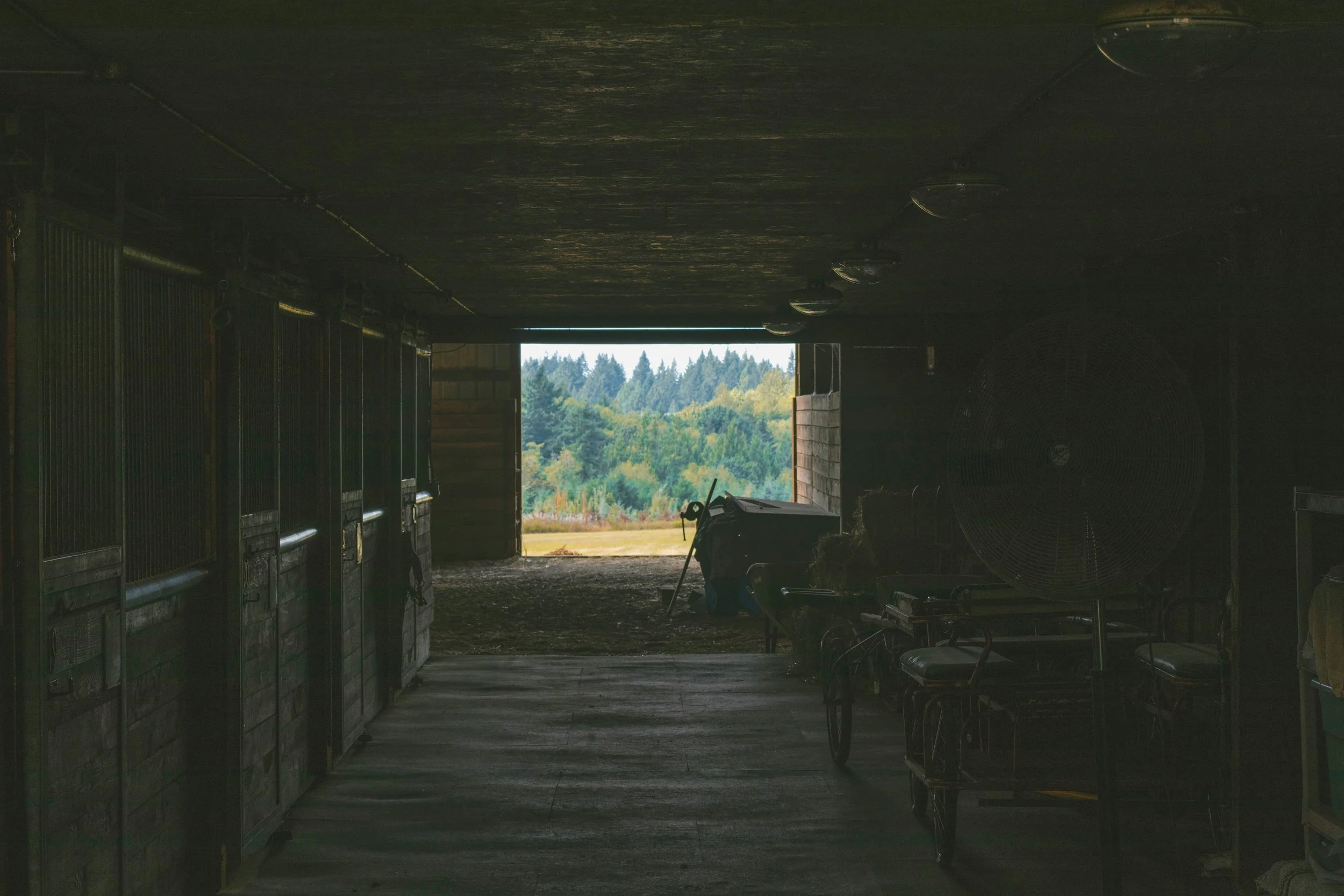 What to Expect During a Lameness Exam