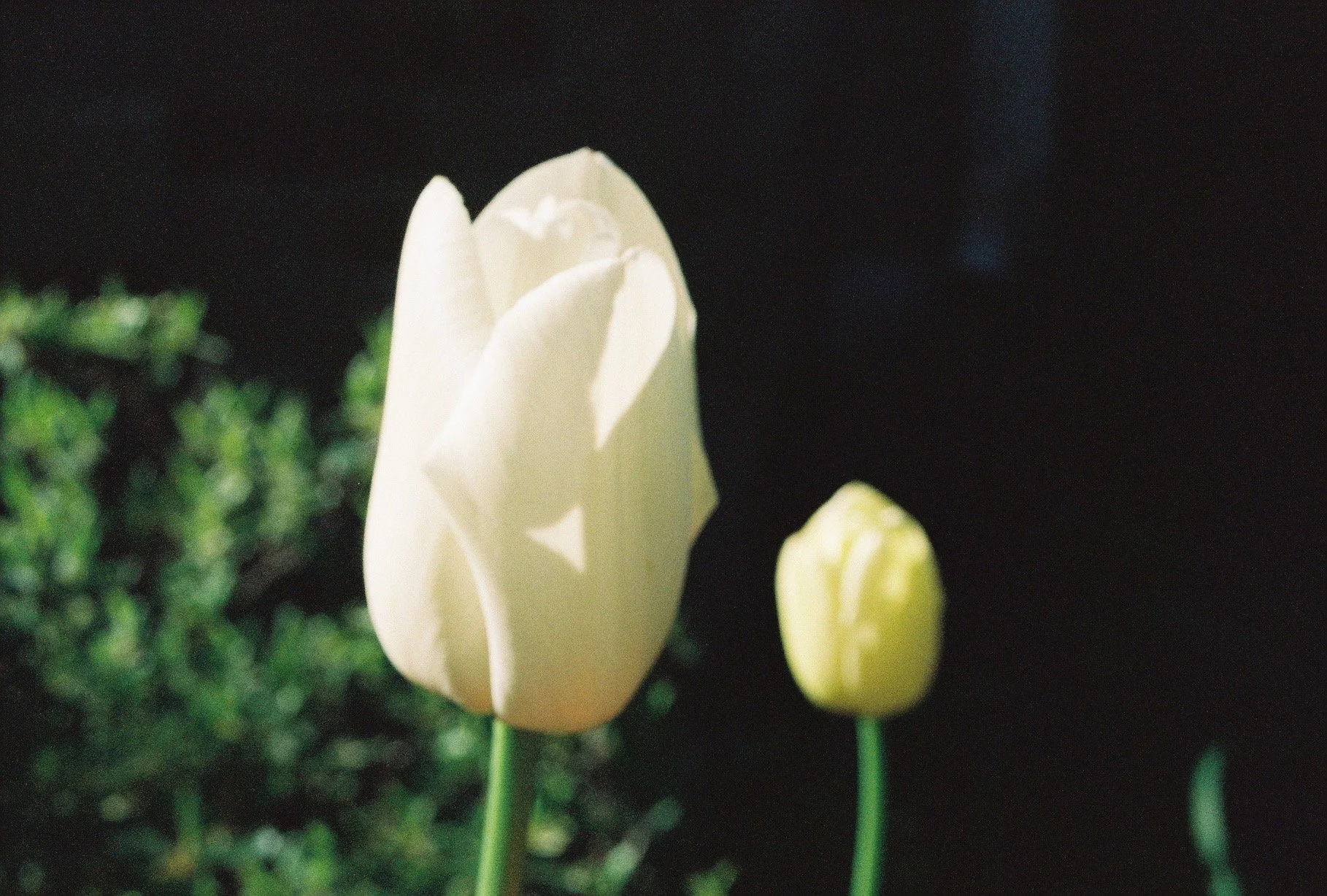 IMG_1950.jpeg