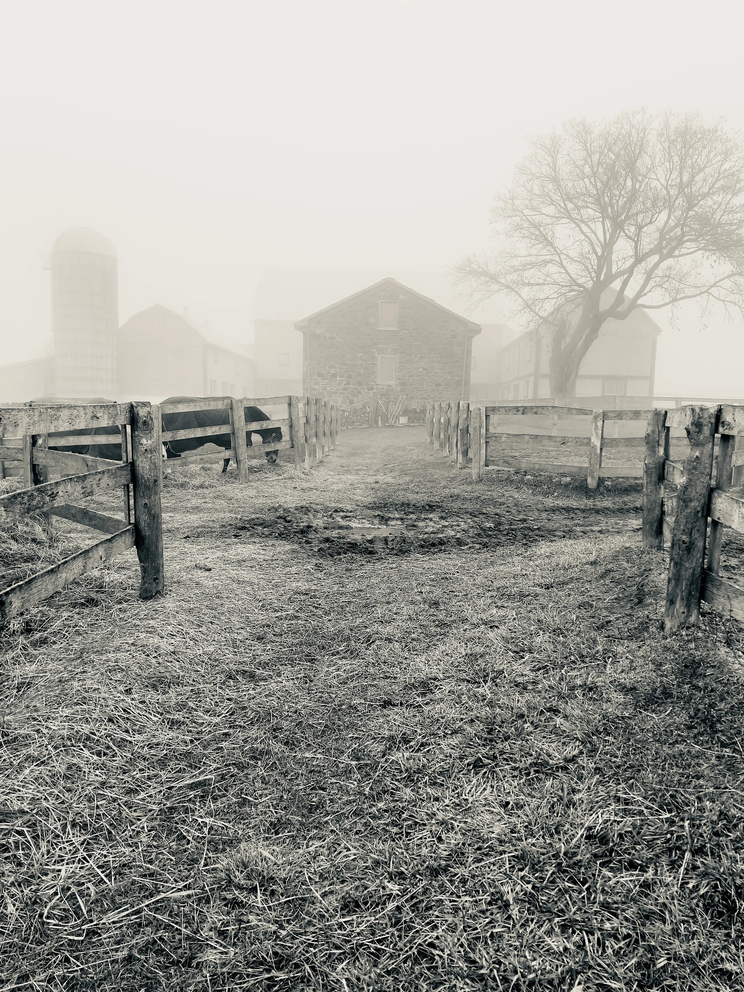 Black and white photo of a farmyard with a dirt path, wooden fences, a large tree, a stone building, and a foggy background.