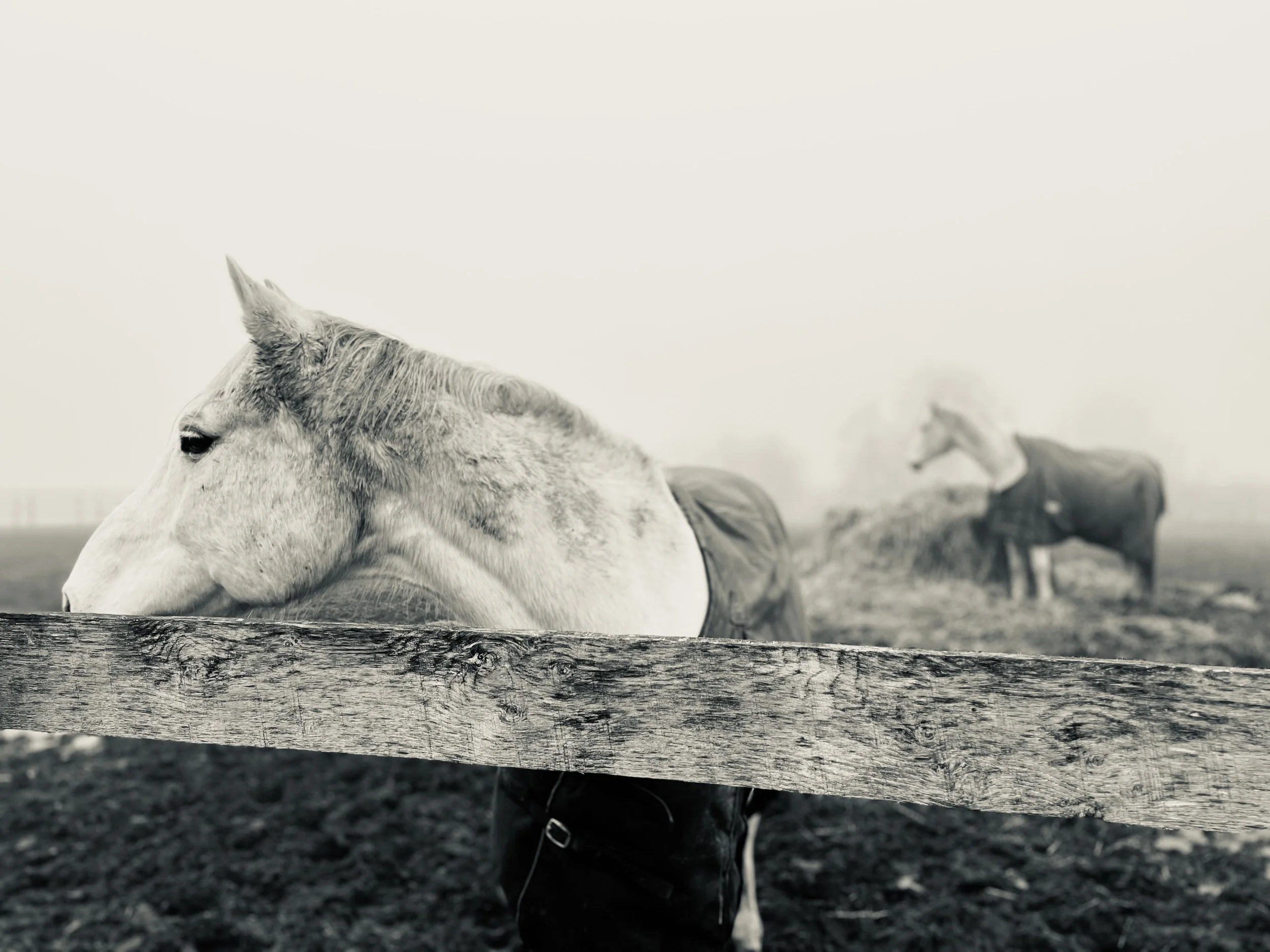 Black and white photo of a horse with a wooden fence in the foreground, and two more horses in the background in a foggy field.