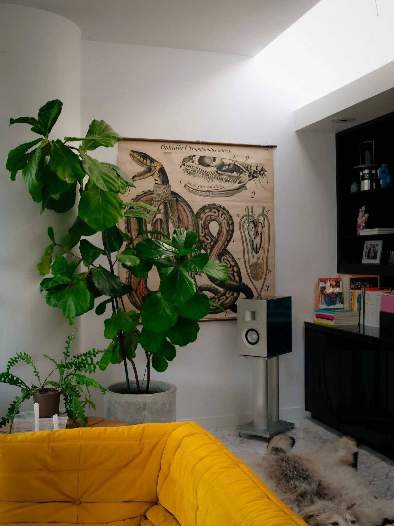 ❤️&zwj;🔥 Hosting a mini house tour for the holidays ❤️&zwj;🔥

- this Friday Dec 5th 11-1, dm for address -

(1) #togo in curry Alcantara from @midcenturyla, century-old anatomical Snake print from @getbackinc 
(2) pink dahlia ceramic @zia_tile, @fa