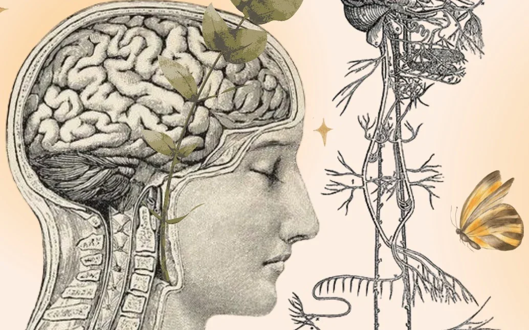 The Vagus Nerve: The Master Regulator of Calm, Digestion, and Healing