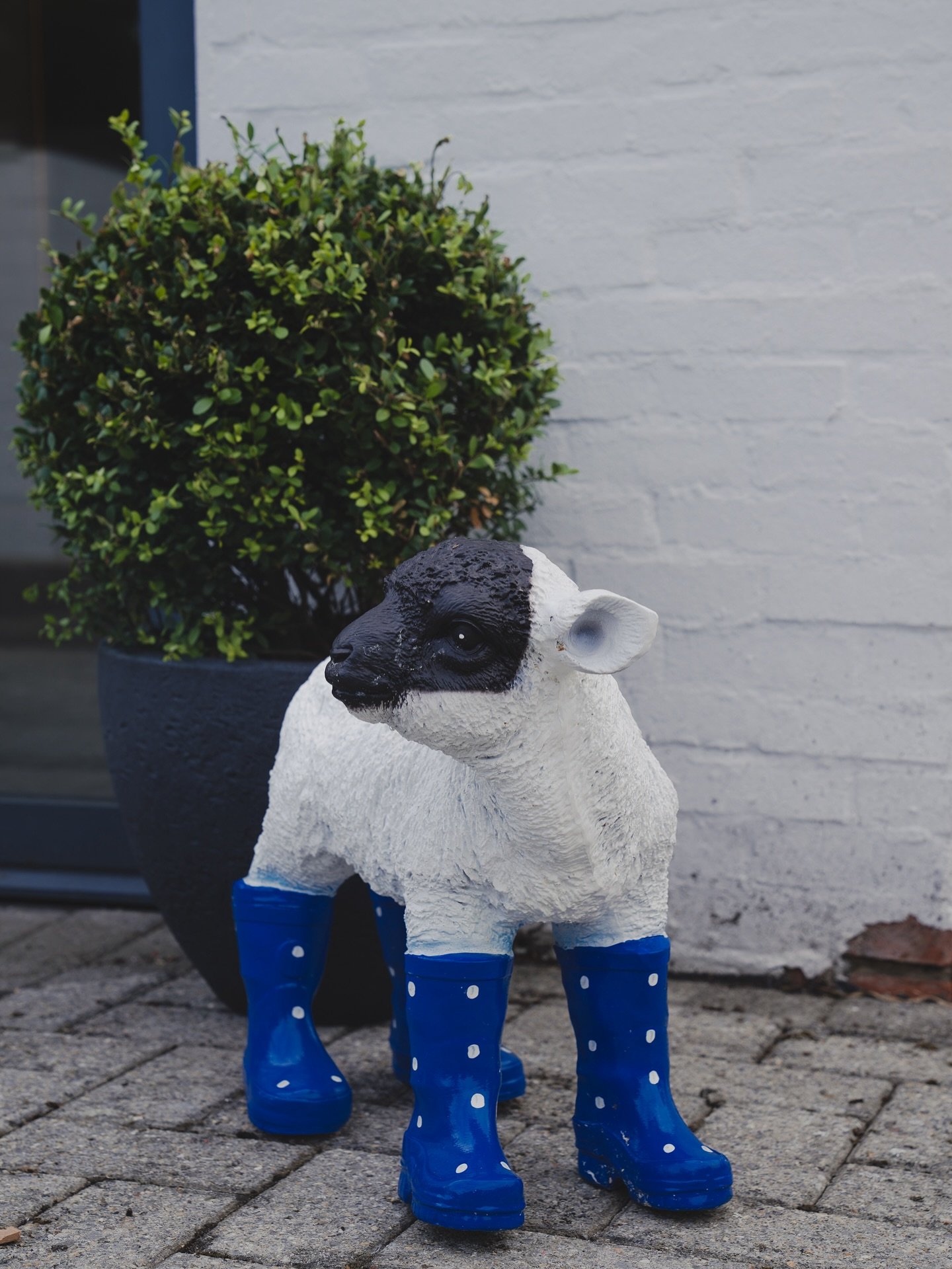 Kennen jullie onze mascotte al?
Dit is Lamberreke 🐑

Een klein lammetje met een grote betekenis.
Want hier in de buurt leeft De Lammerenberg nog echt &mdash; en daar zijn we trots op. 🙌

Hij waakt mee over de praktijk en herinnert ons elke dag aan 