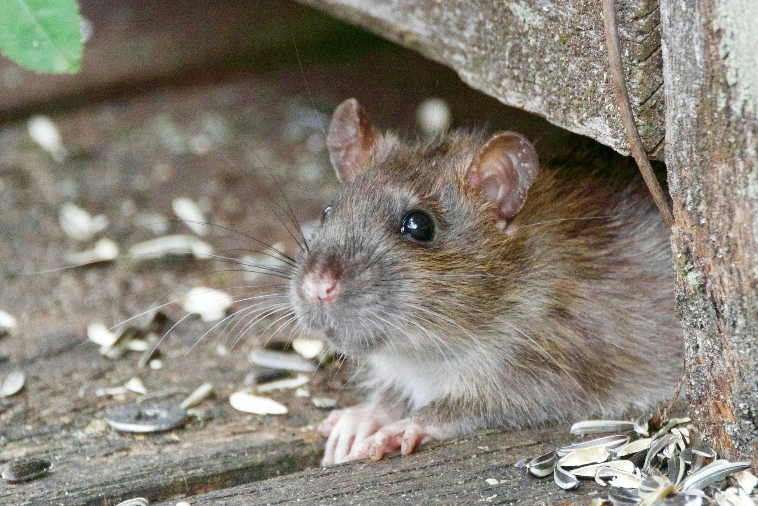 planet pest control technician carrying out rodent control in Lincoln