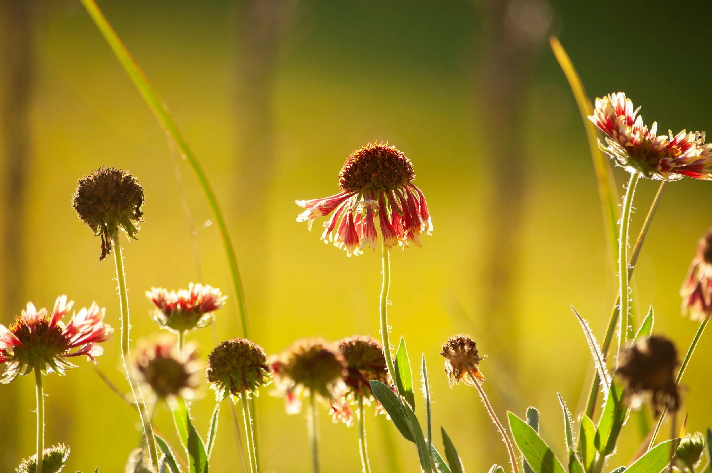 A Nutrition-Focused Approach to Reducing Allergies