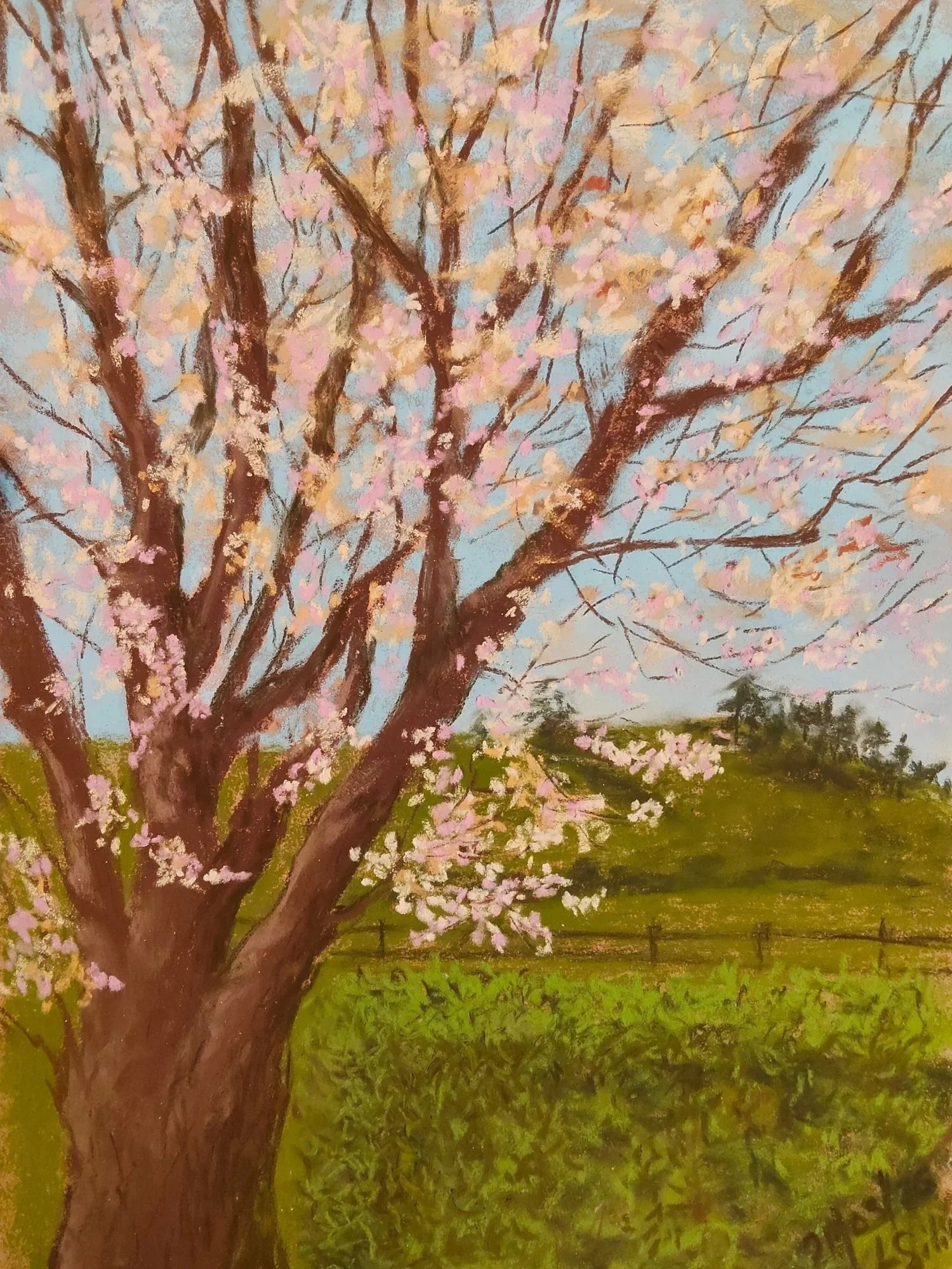 Pink+Awakening%2C+Soft+pastels%2C+18+x+24cm+image%2C+28+x34cm+framed%2C+March2026.jpg