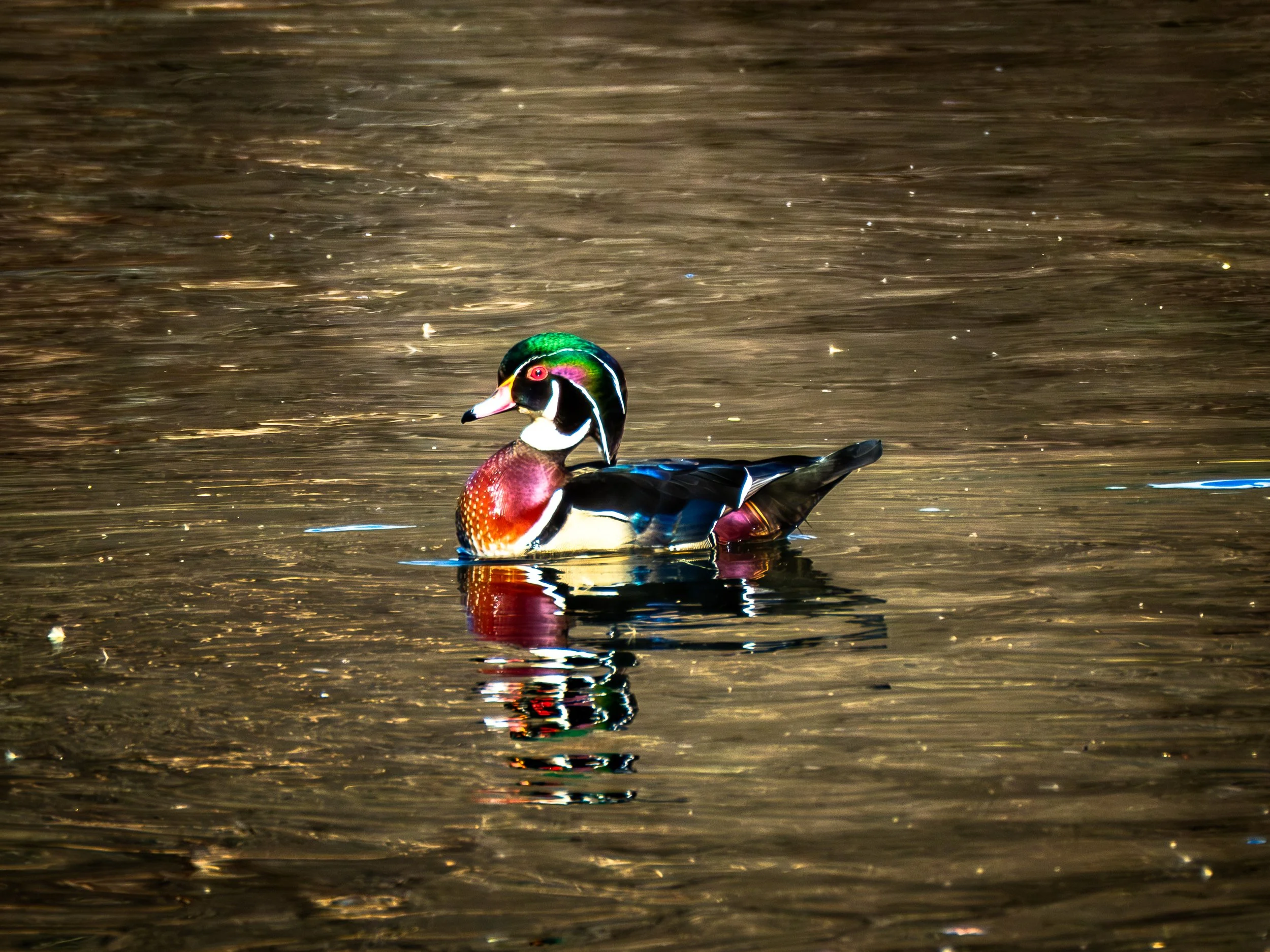 DSCF3083.jpg