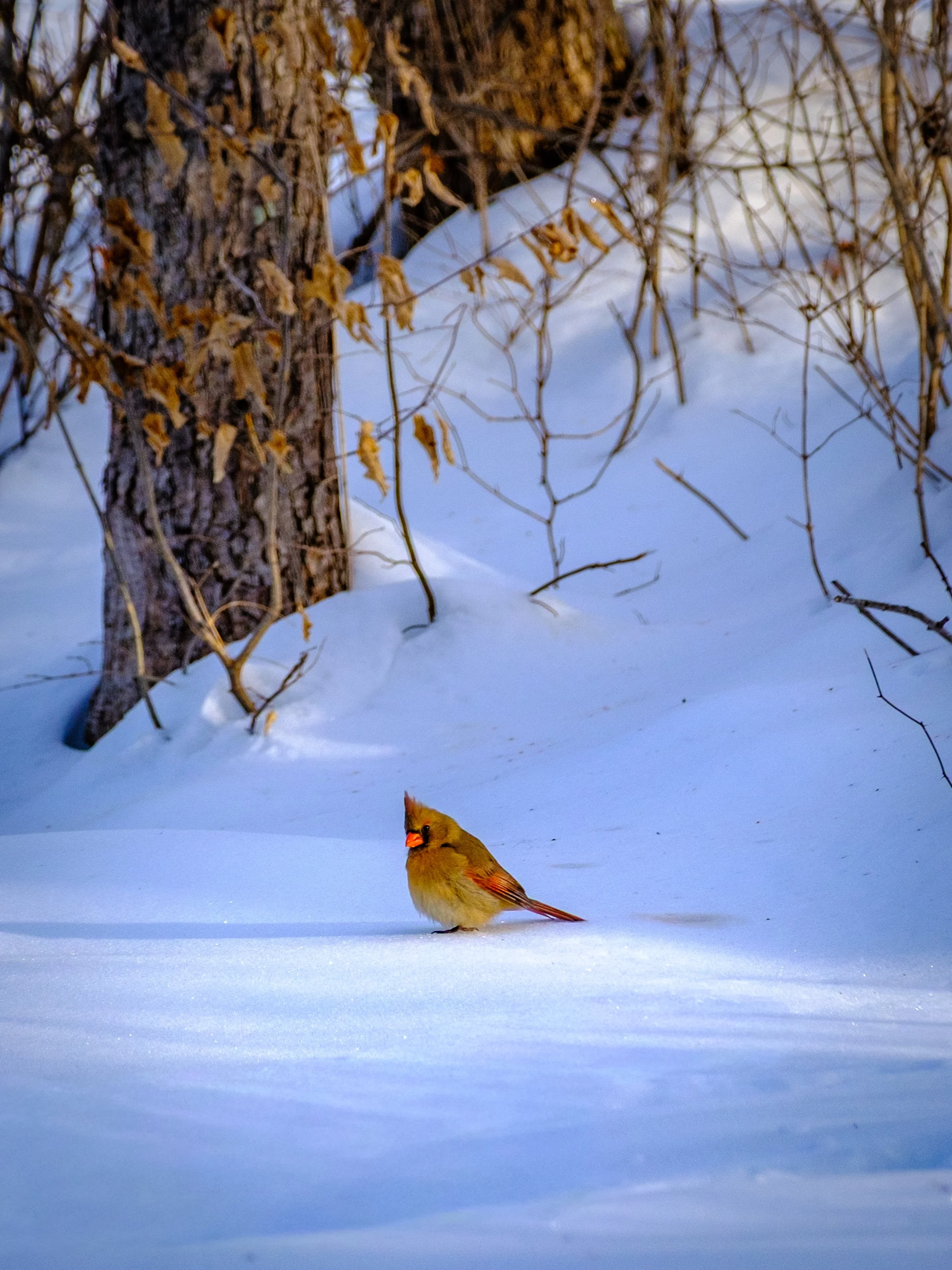 DSCF4631.jpg