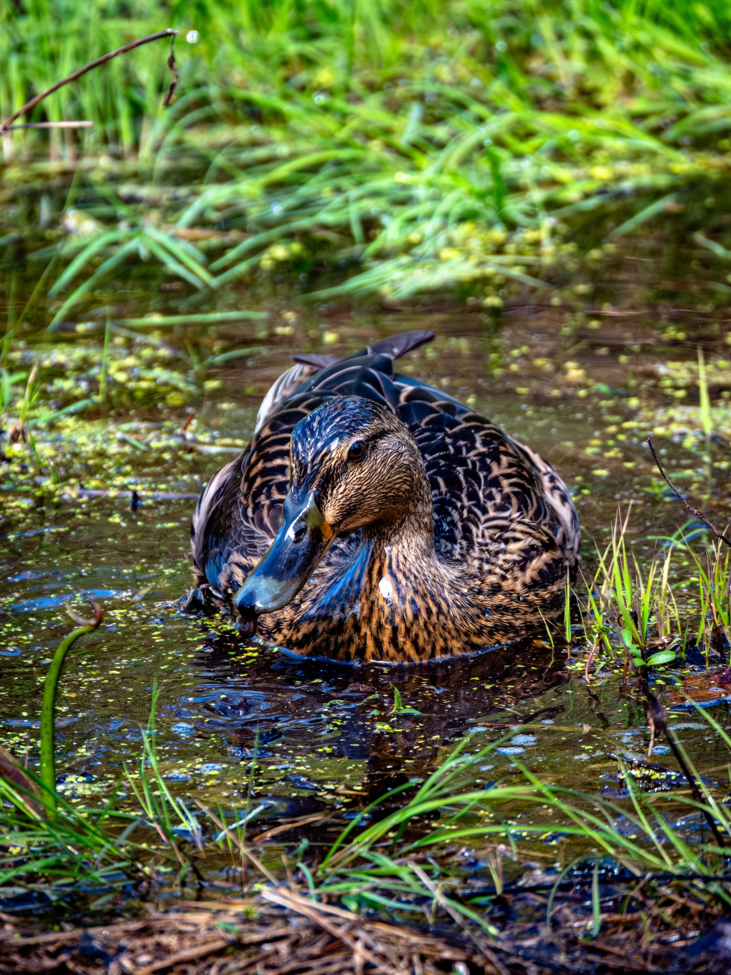 DSCF4061-2.jpg