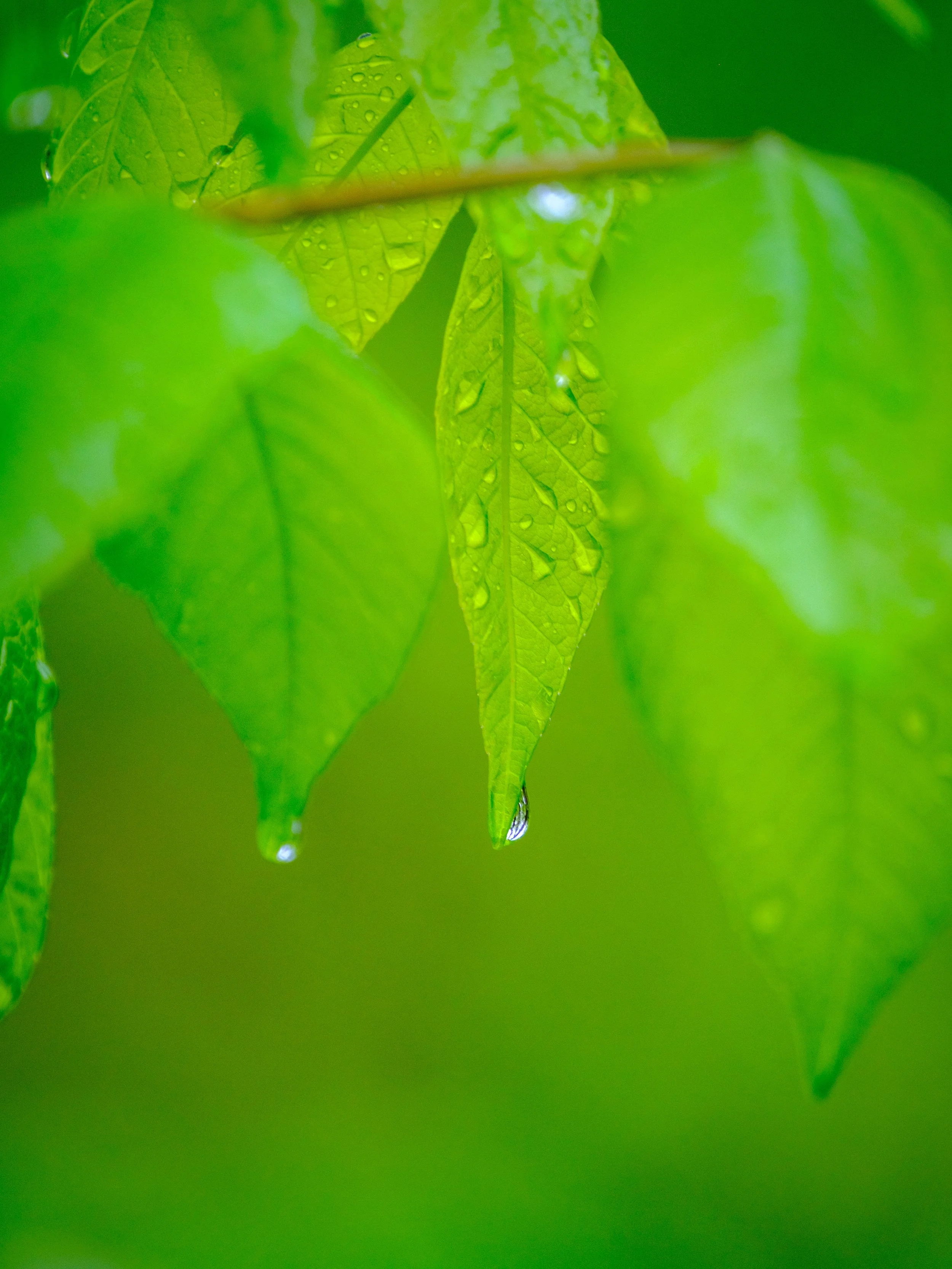 DSCF5351-2.jpg