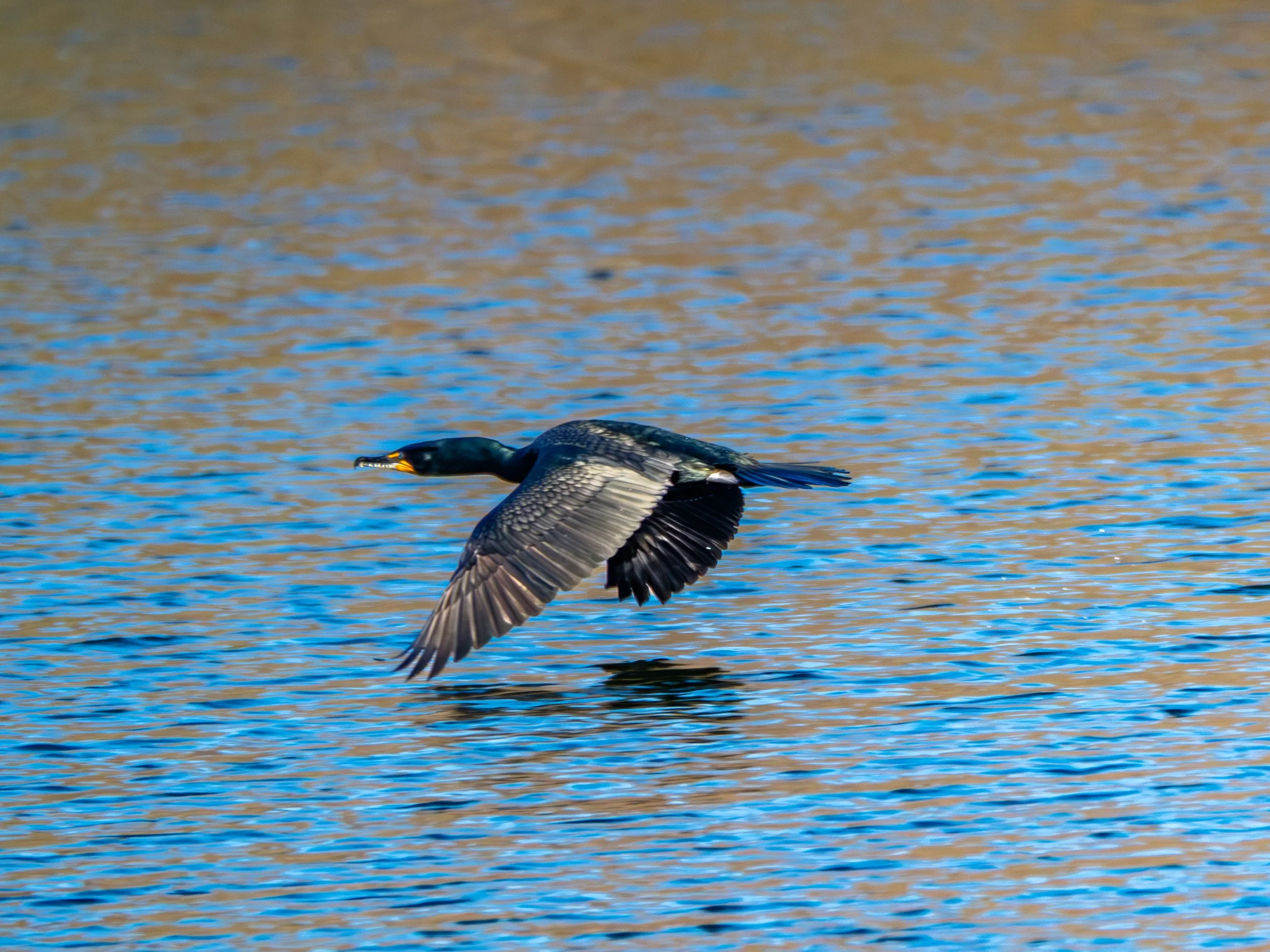 DSCF3509.jpg