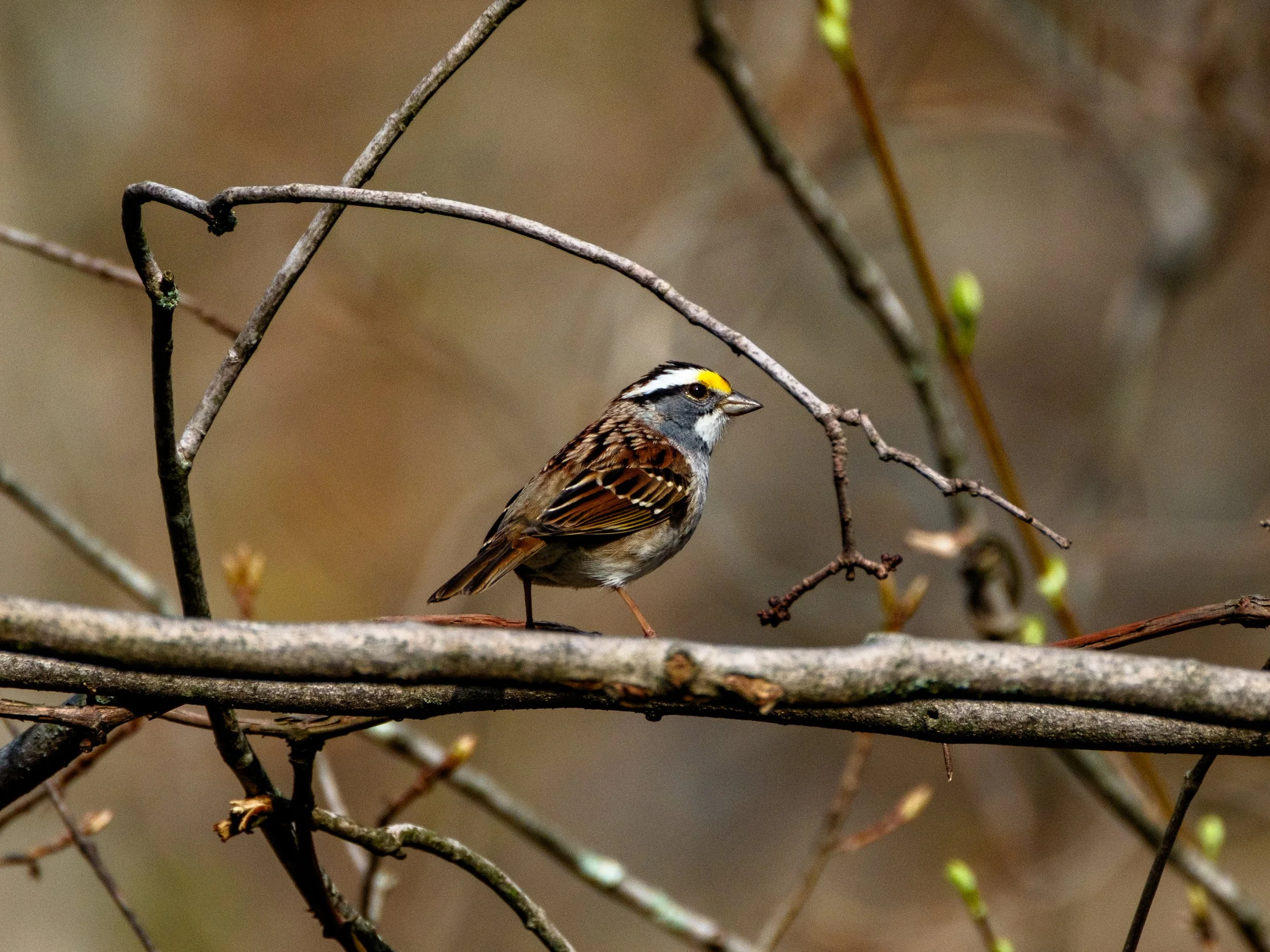 DSCF4208.jpg