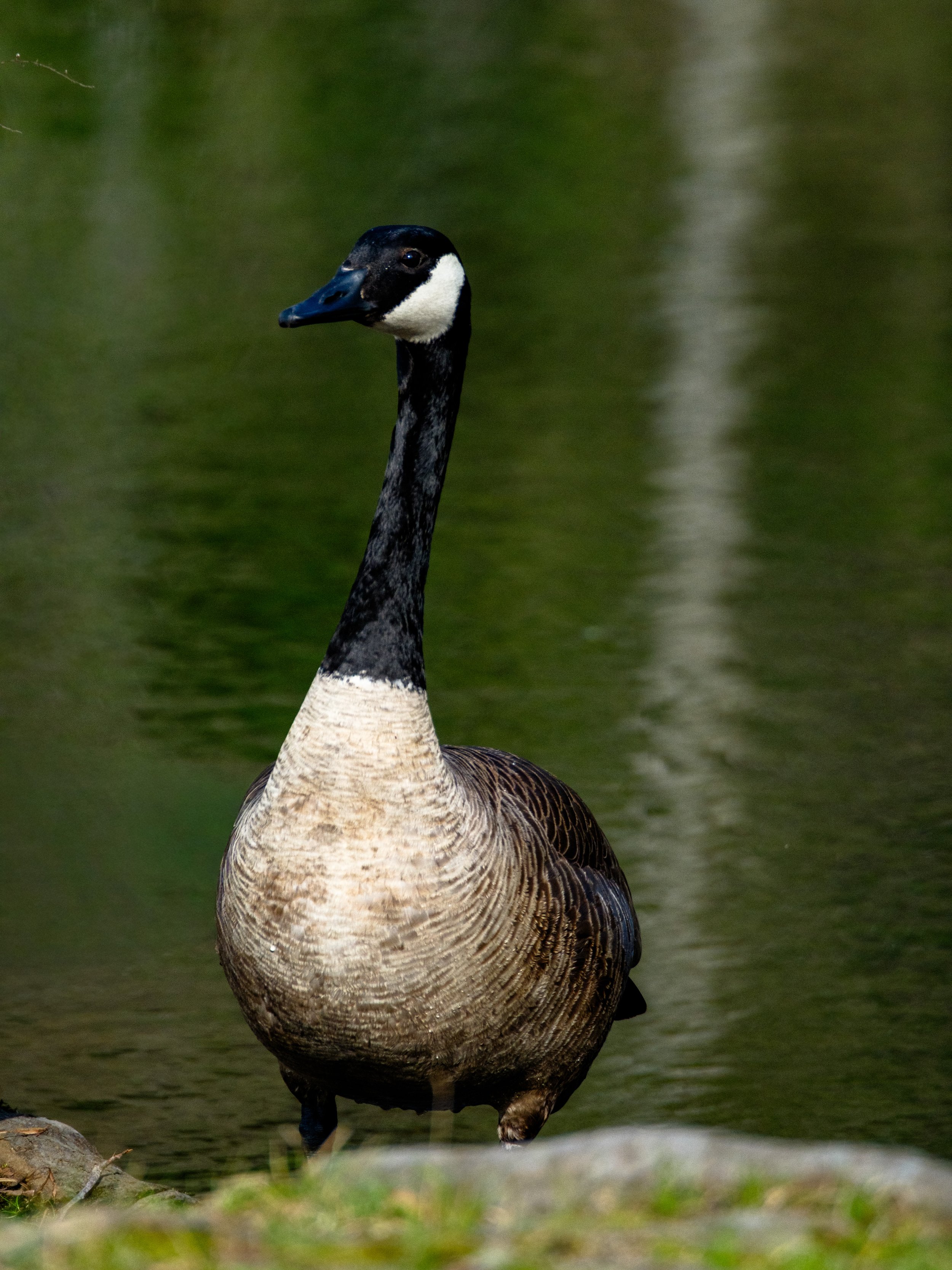 DSCF4237-2.jpg