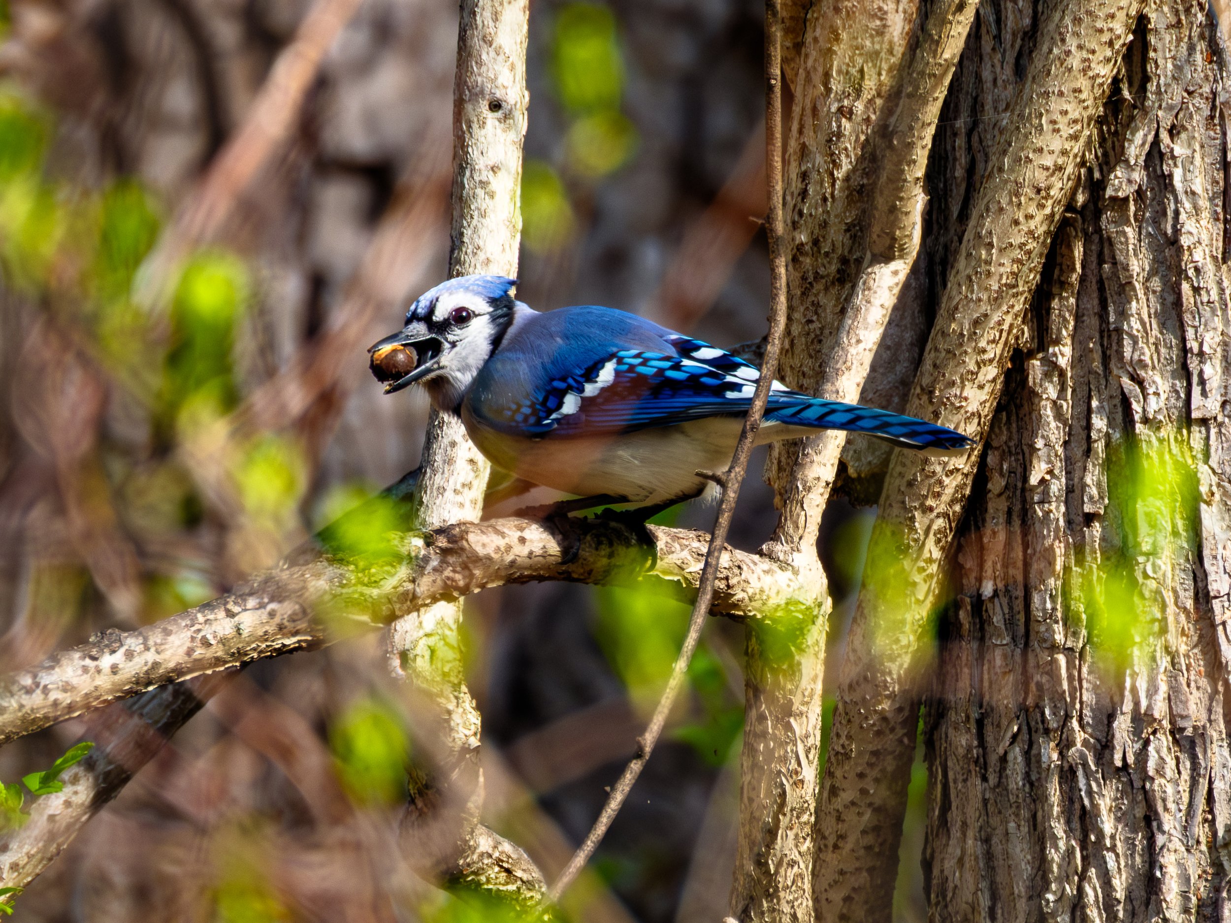 DSCF4581.jpg