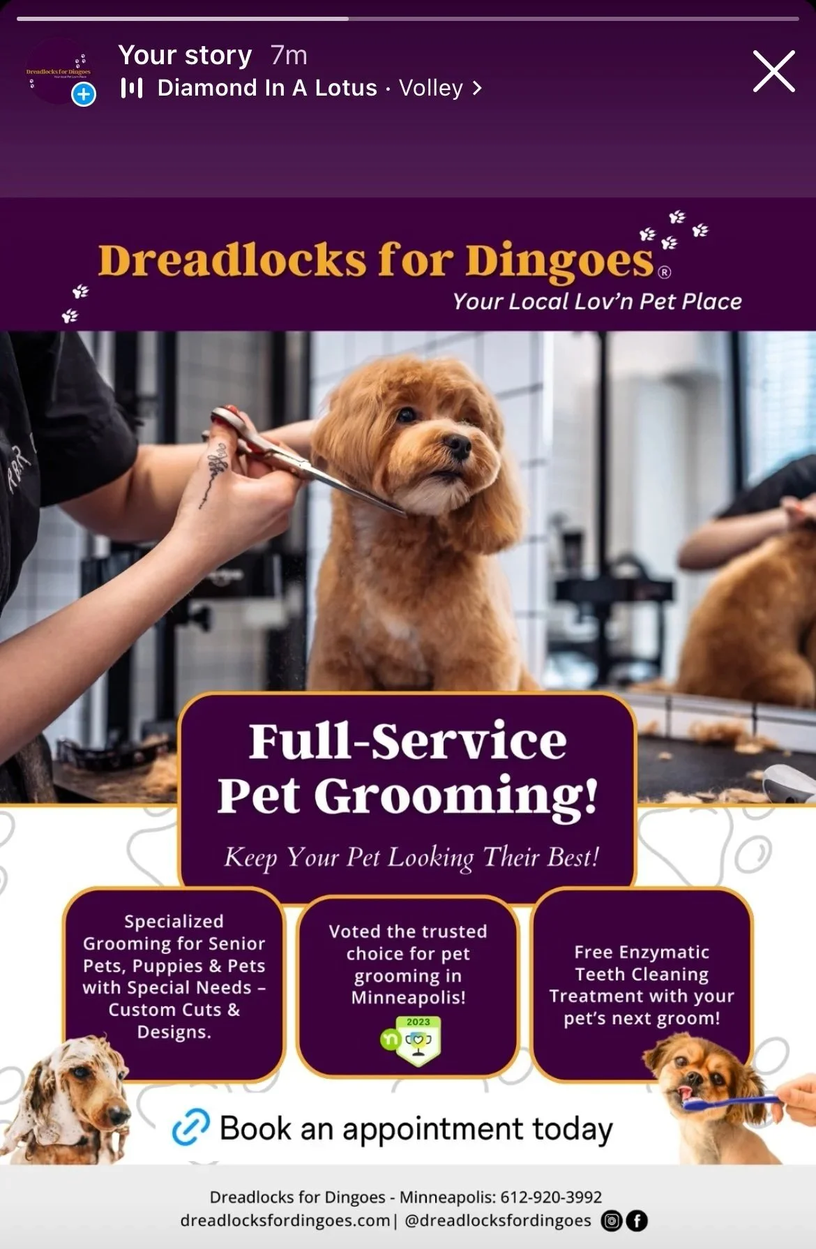 dreadlocks for dingoes instagram story-flyer