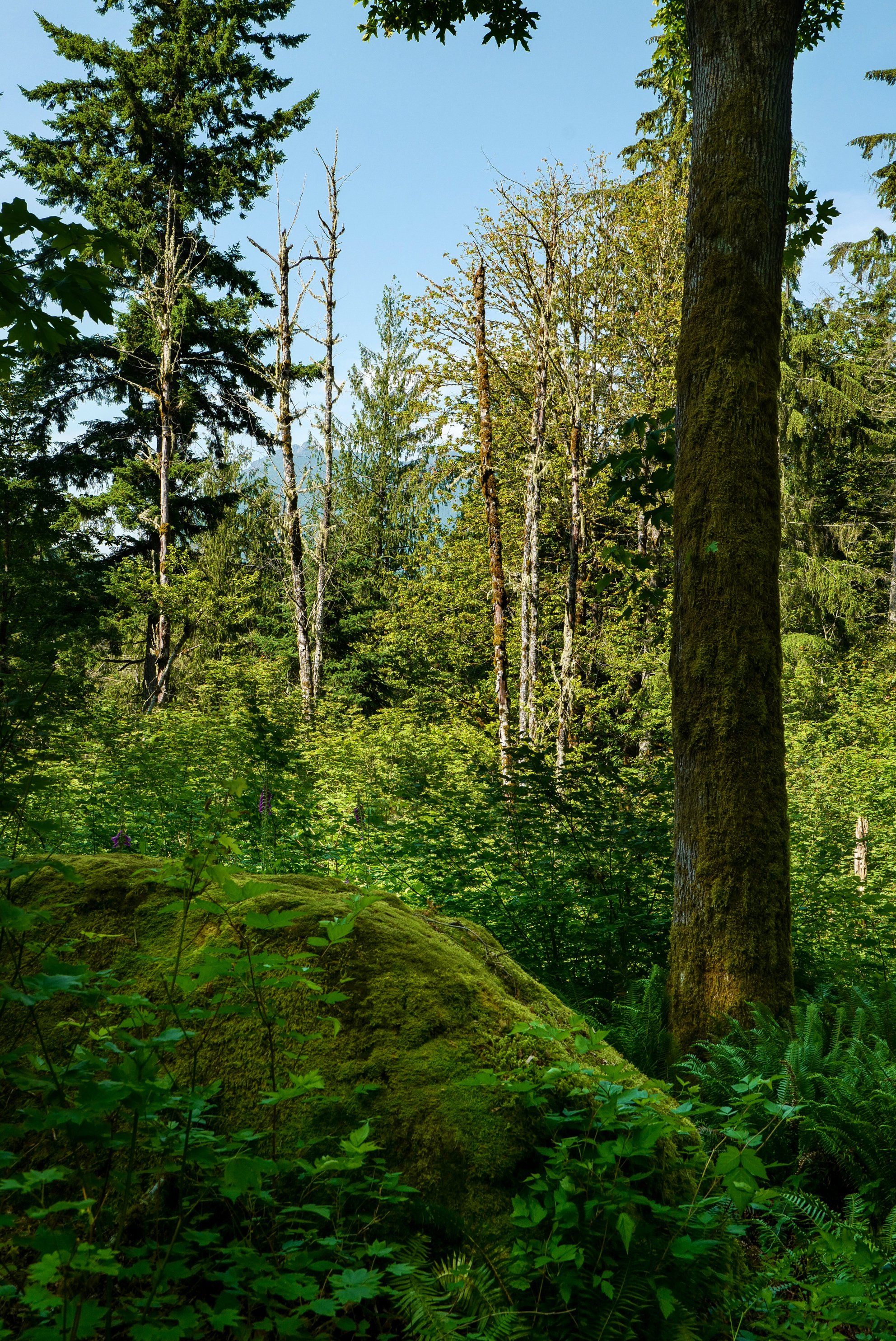 85-44305_DennonVisuals85.jpg