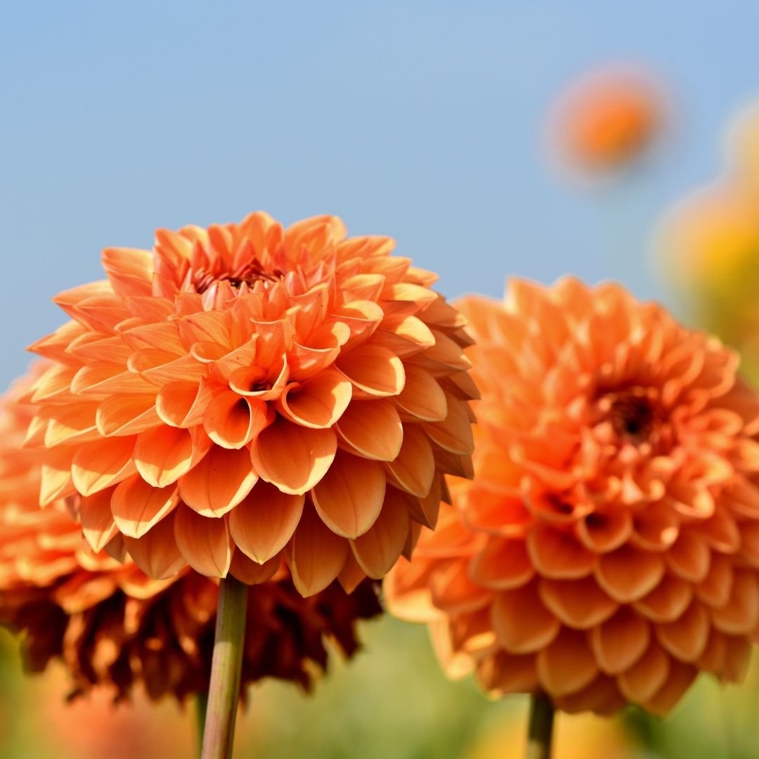 When Bonding Doesn’t Feel Natural: Understanding Disconnection and Anxiety in Early Motherhood