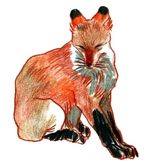 The Fox