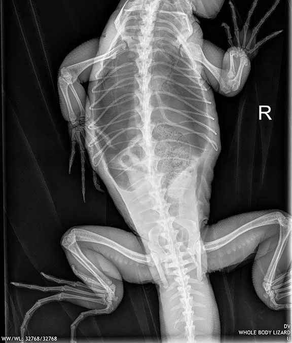 iguana-xray.jpg