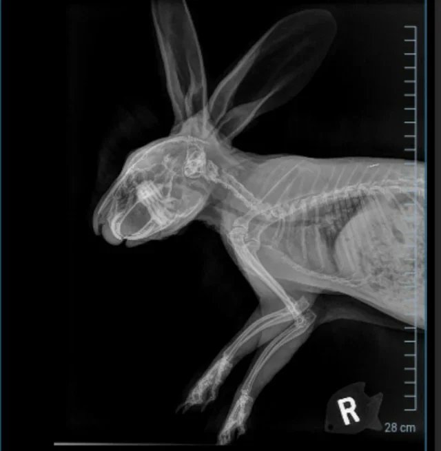 anyone-have-this-happen-to-their-bun-v0-gec8vmlwmecc1.png.webp